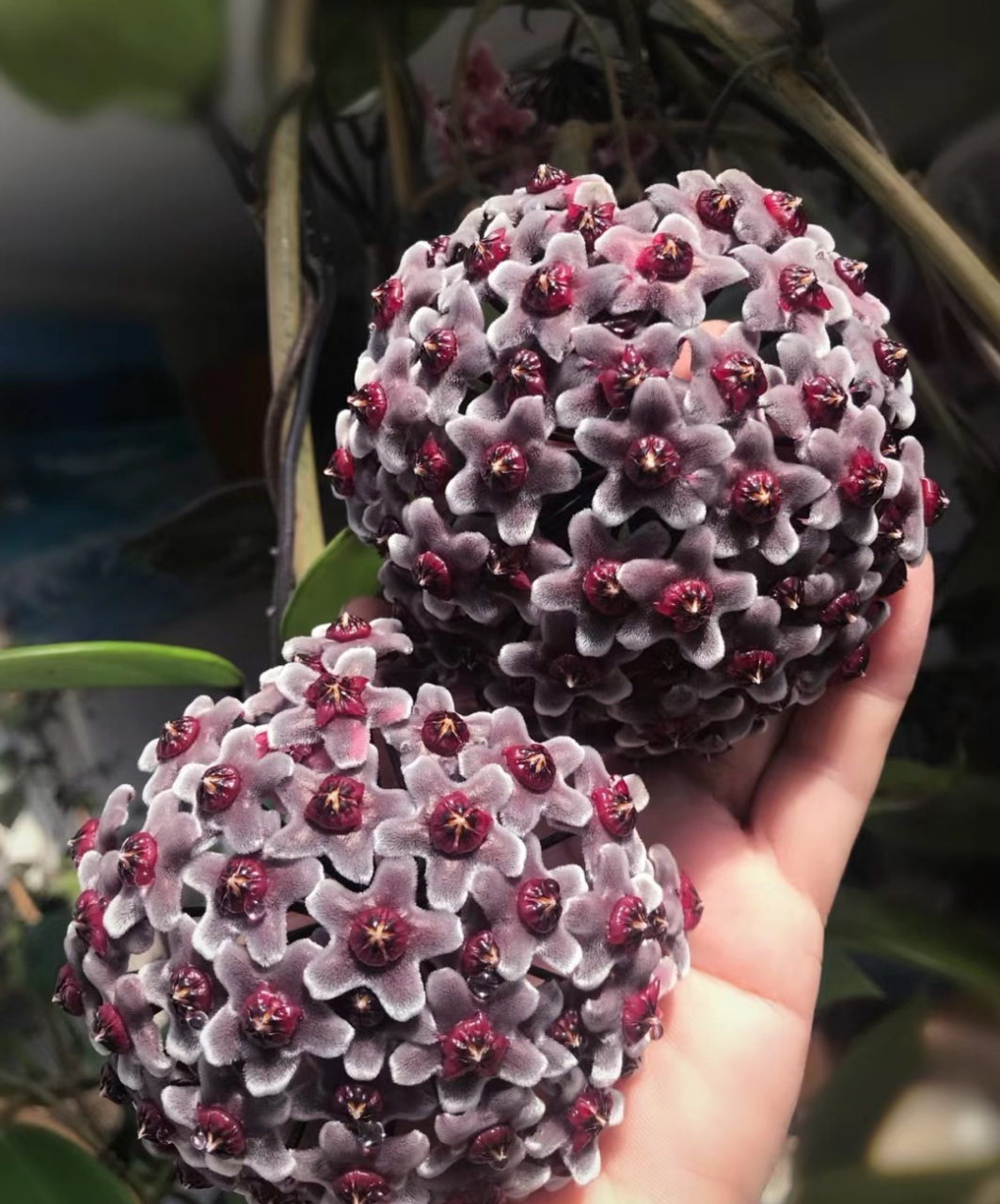 室内绿植之"天花板"——黑巴顿球兰,耐阴皮实好养活,放在室内有斜射