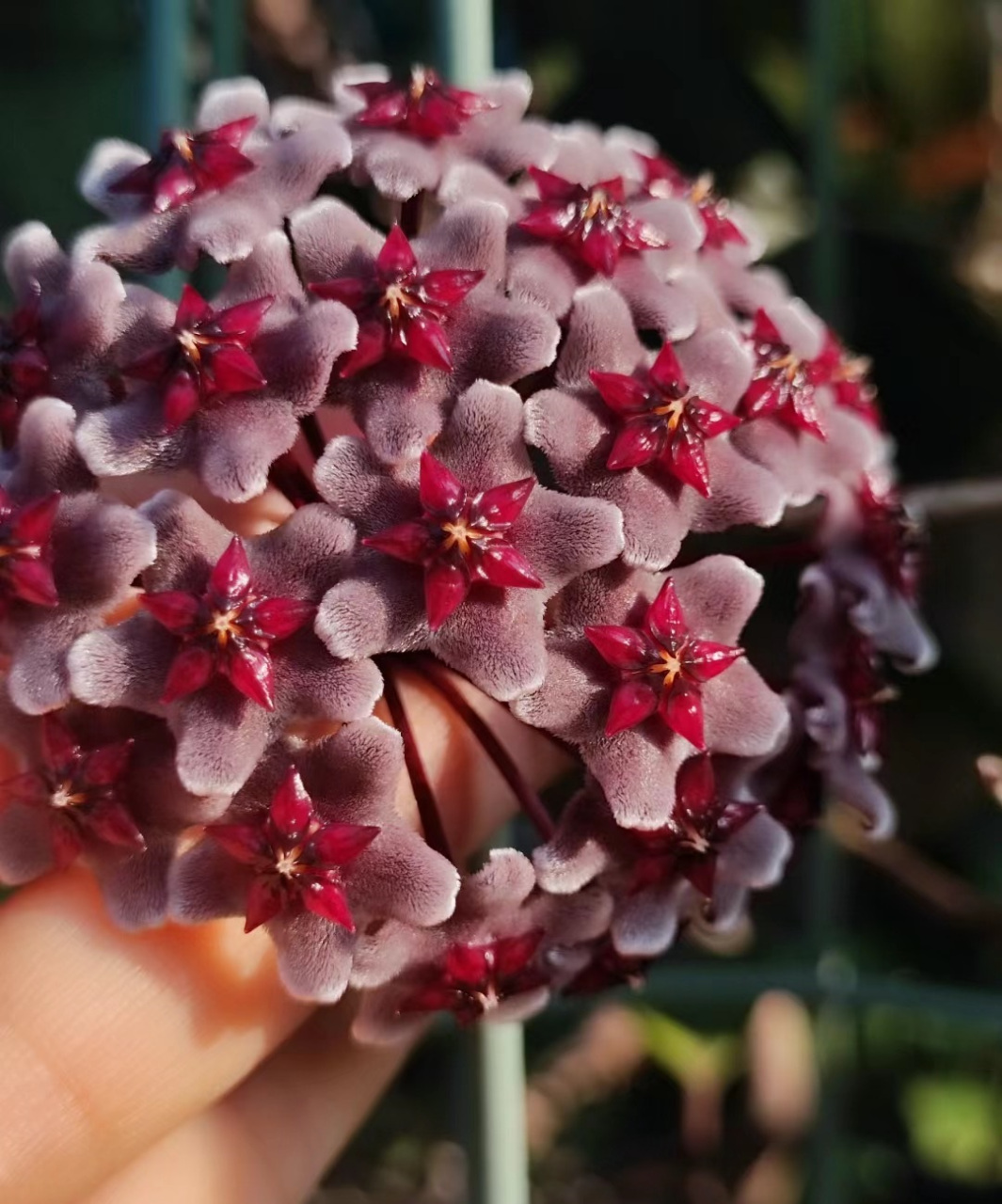 室内绿植之"天花板"——黑巴顿球兰,耐阴皮实好养活,放在室内有斜射