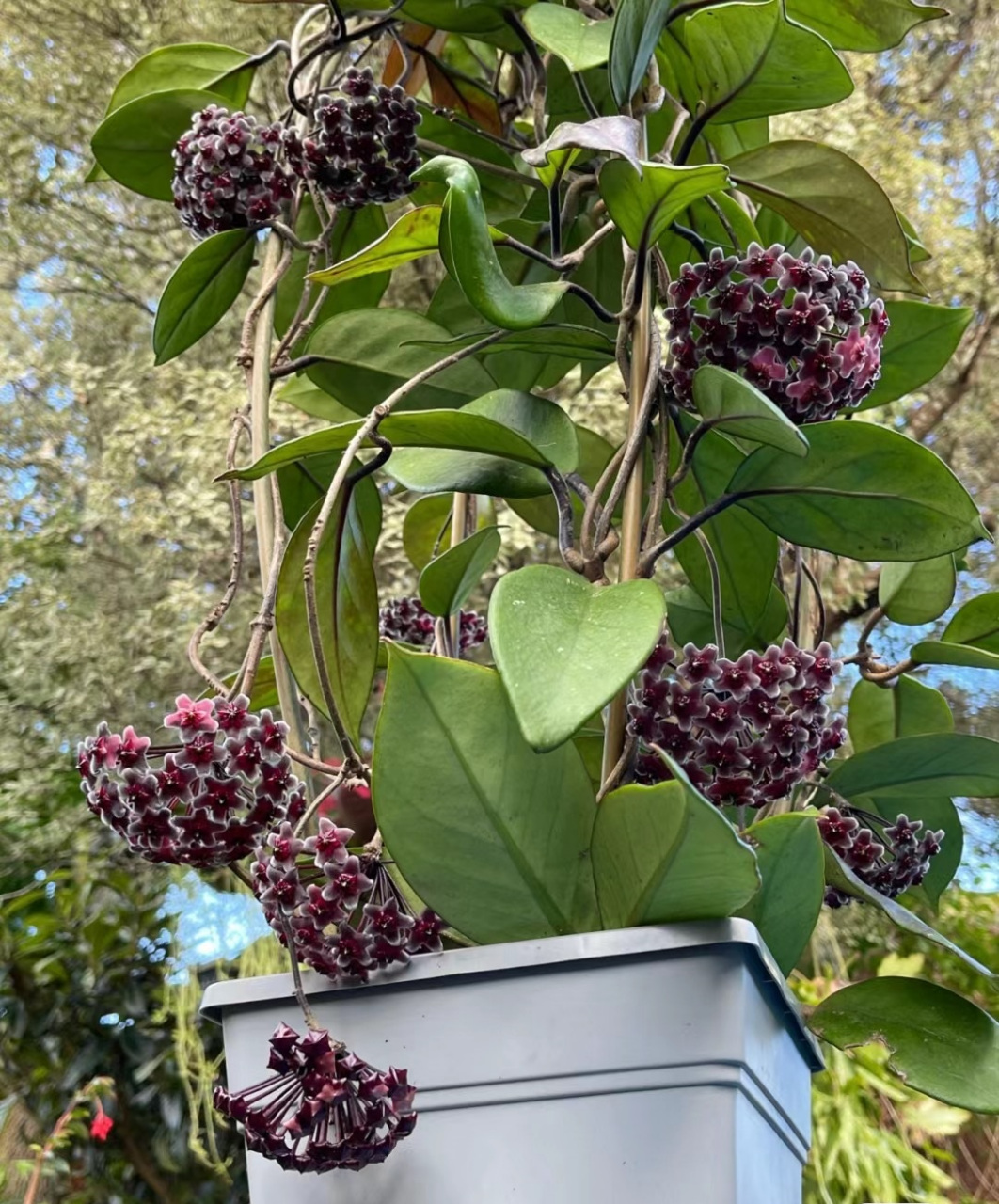 室内绿植之"天花板"——黑巴顿球兰,耐阴皮实好养活,放在室内有斜射