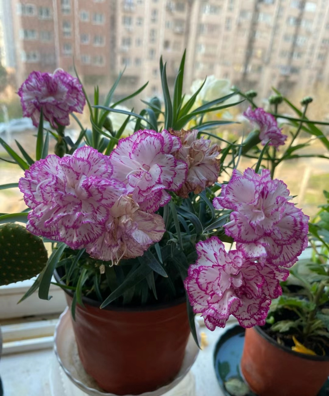 大花香石竹,非常皮实,好养的盆栽草花,生性皮实,耐热耐寒,还能周年