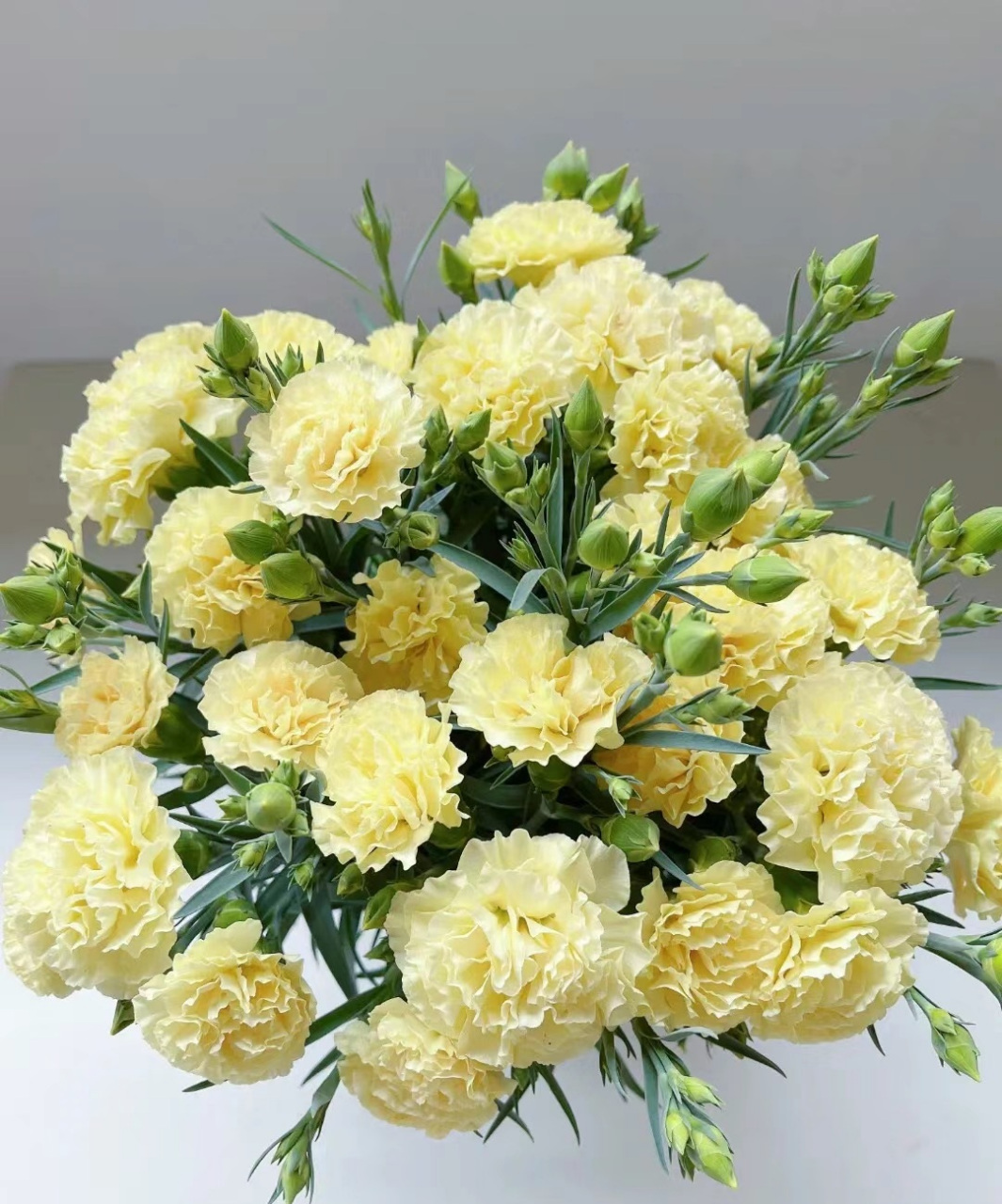 大花香石竹,非常皮实,好养的盆栽草花,生性皮实,耐热耐寒,还能周年