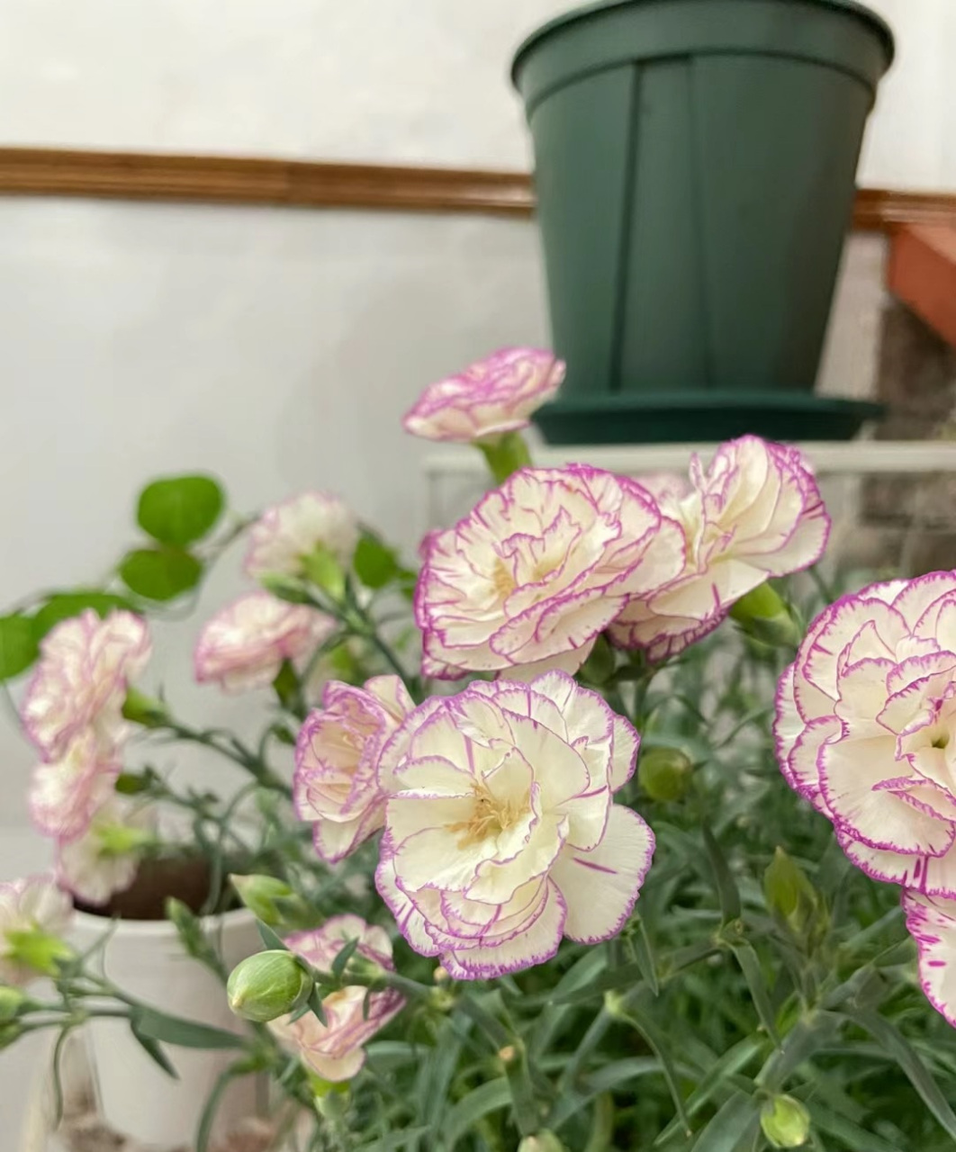 大花香石竹,非常皮实,好养的盆栽草花,生性皮实,耐热耐寒,还能周年