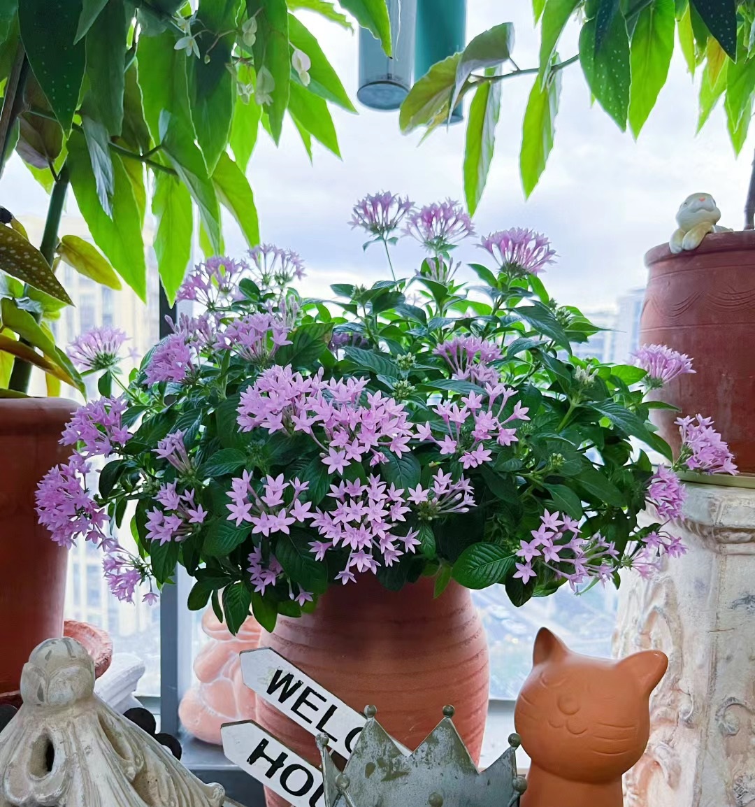 夏天到了,给大家介绍一种号称"耐热王"的盆栽花卉——繁星花,小灌木