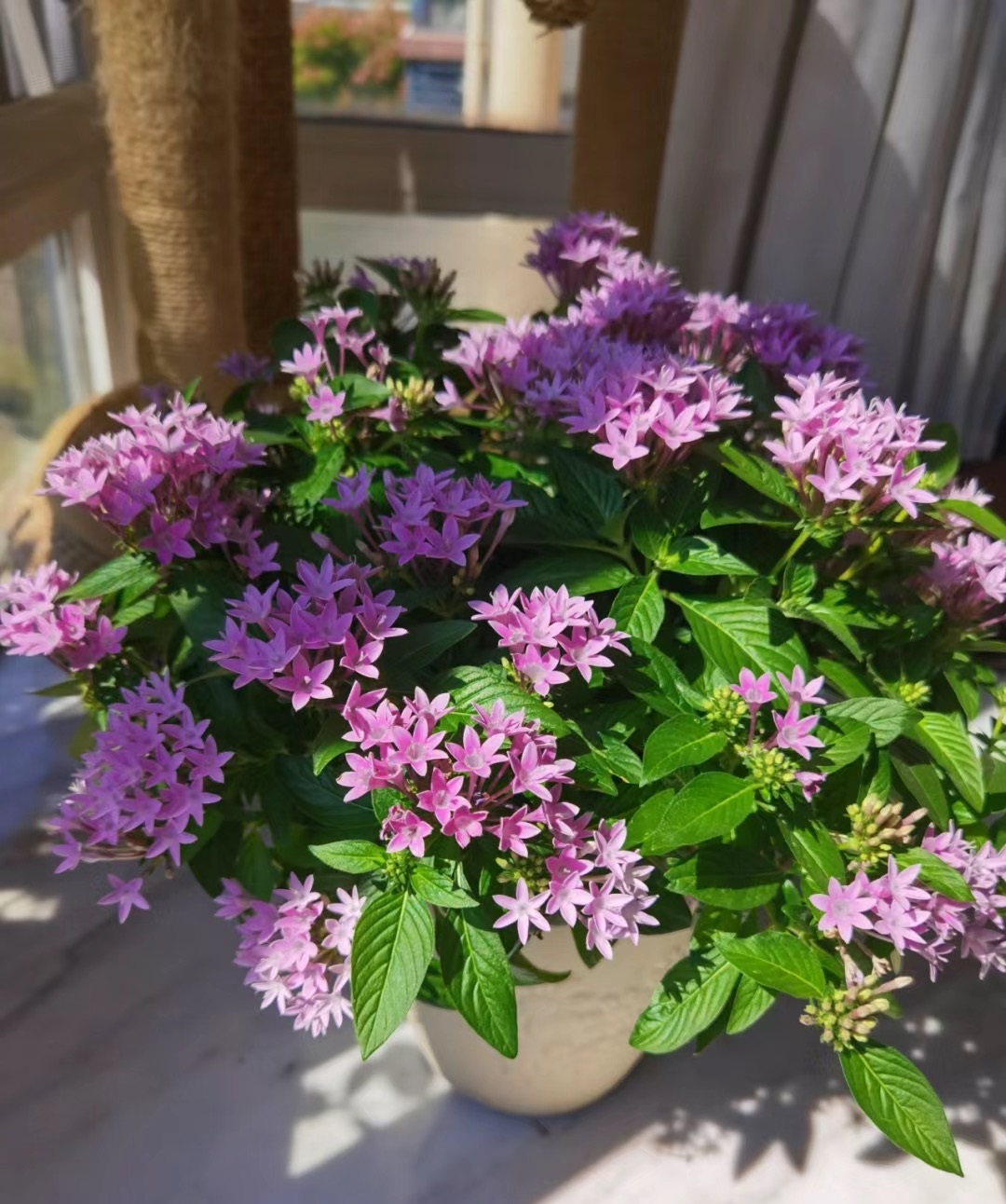 夏天到了,给大家介绍一种号称"耐热王"的盆栽花卉——繁星花,小灌木