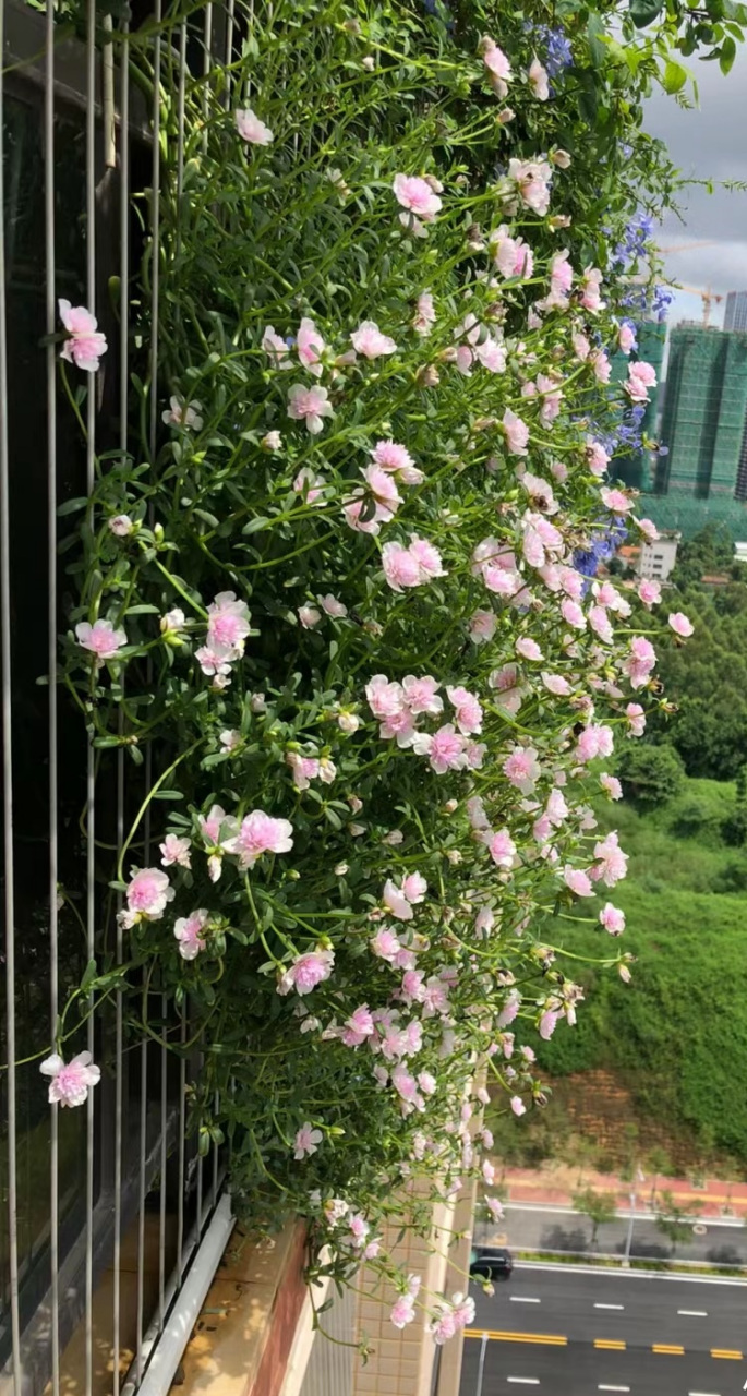 宽叶马齿苋之"重楼太阳花",太阳花界的"贵族",花朵长得像芙蓉花,美丽