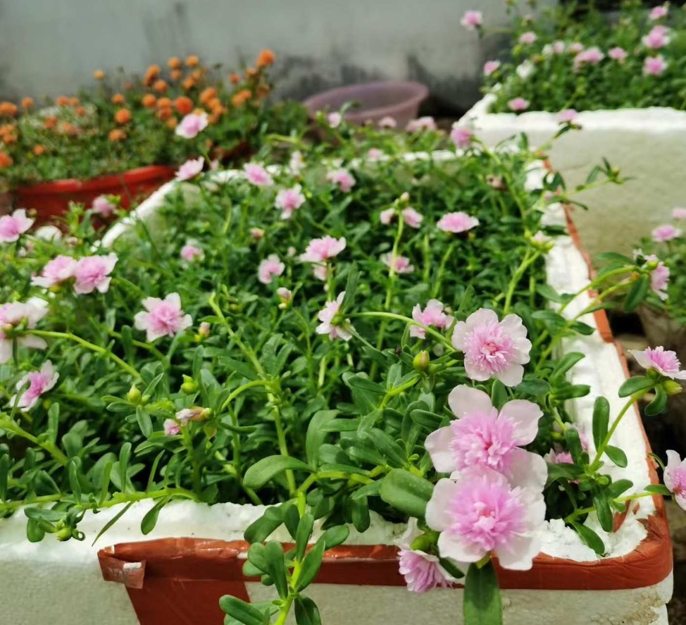 宽叶马齿苋之"重楼太阳花",太阳花界的"贵族",花朵长得像芙蓉花,美丽