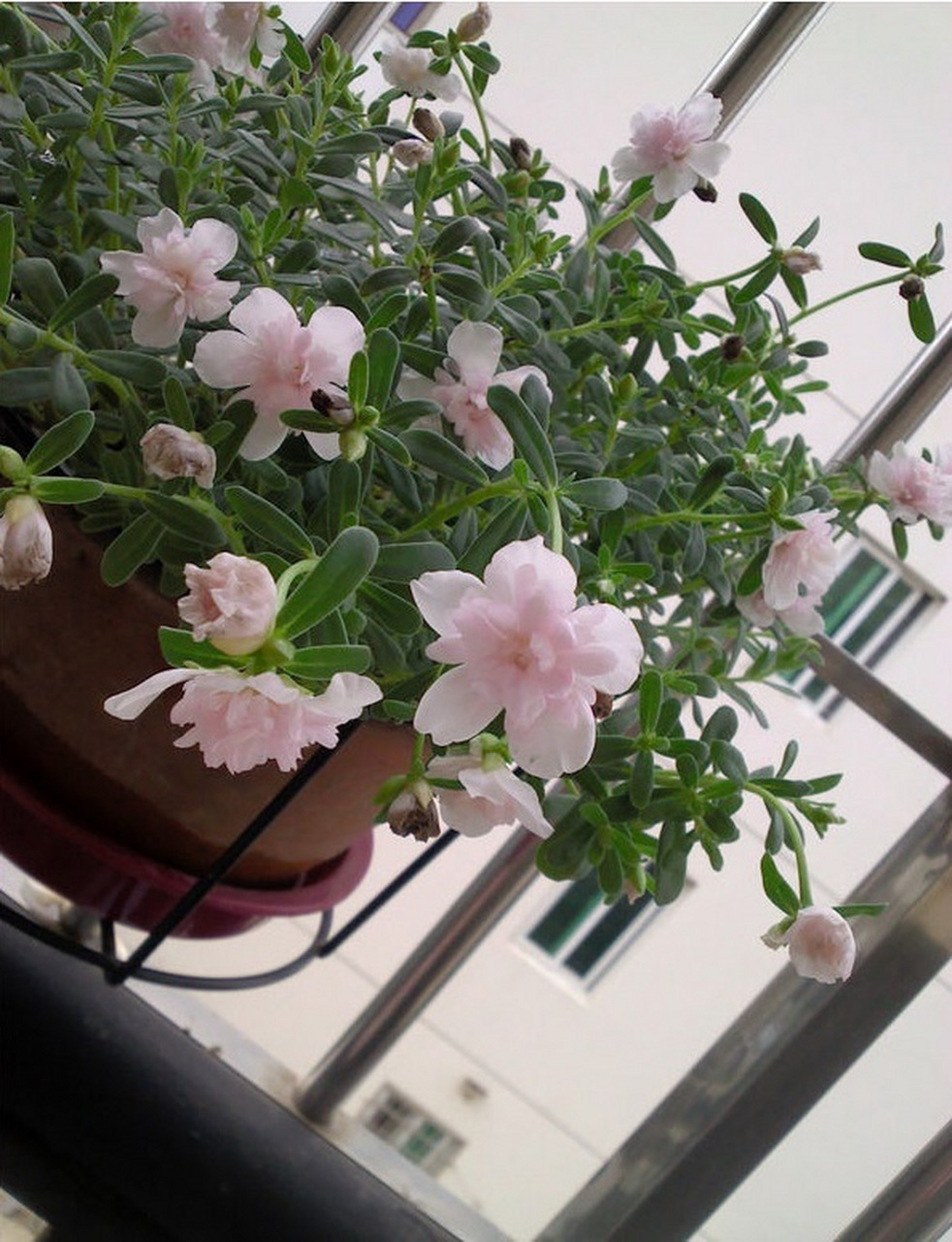 宽叶马齿苋之"重楼太阳花",太阳花界的"贵族",花朵长得像芙蓉花,美丽