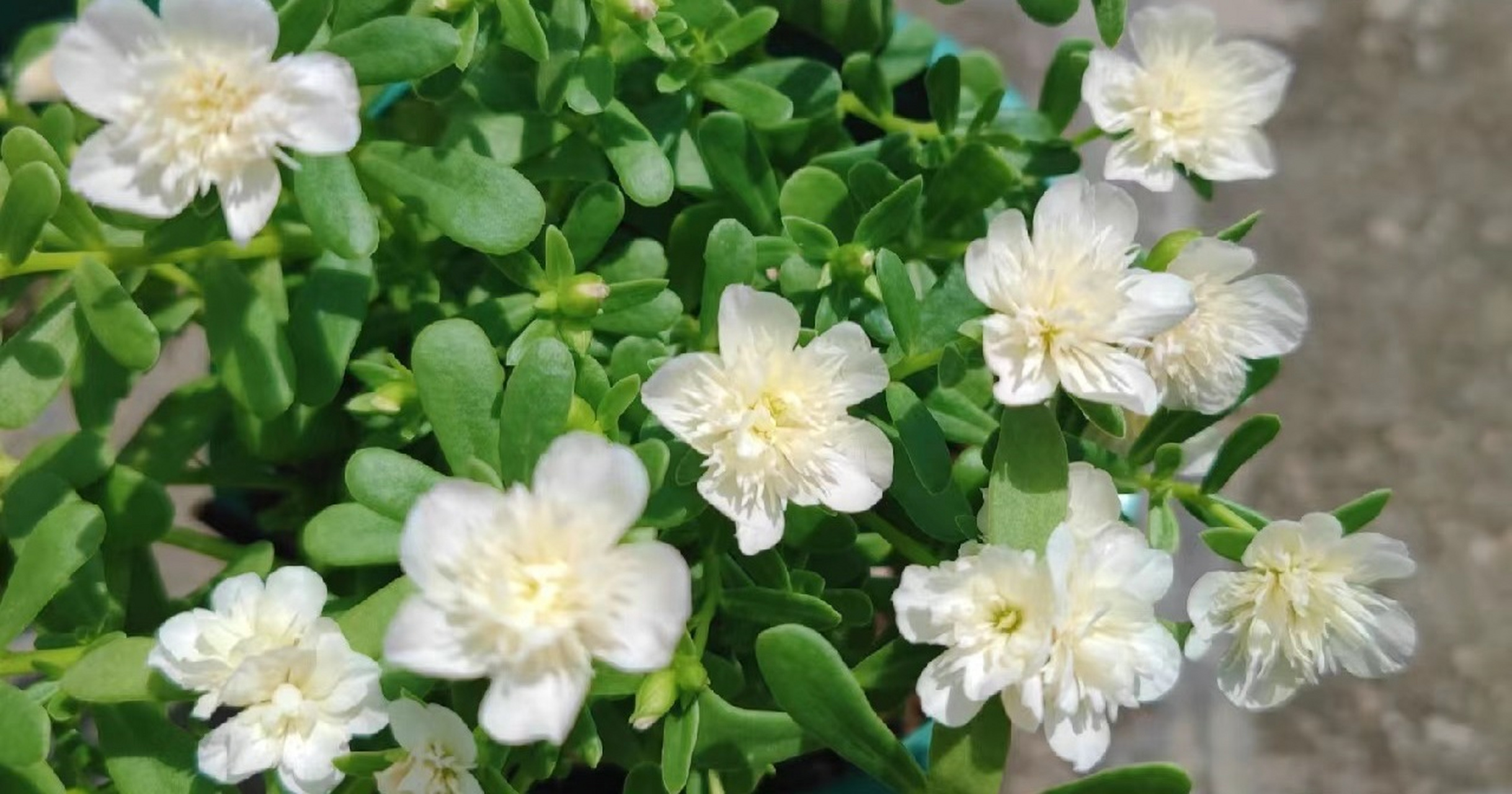 宽叶马齿苋之"重楼太阳花",太阳花界的"贵族",花朵长得像芙蓉花,美丽