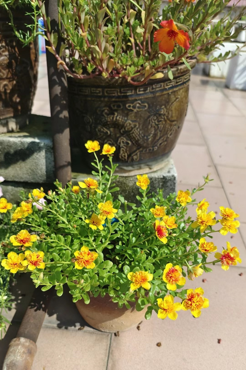 宽叶马齿苋之"重楼太阳花",太阳花界的"贵族",花朵长得像芙蓉花,美丽