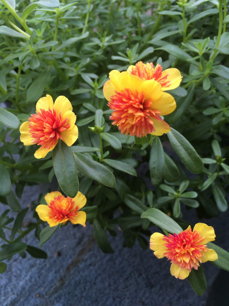 宽叶马齿苋之"重楼太阳花",太阳花界的"贵族",花朵长得像芙蓉花,美丽