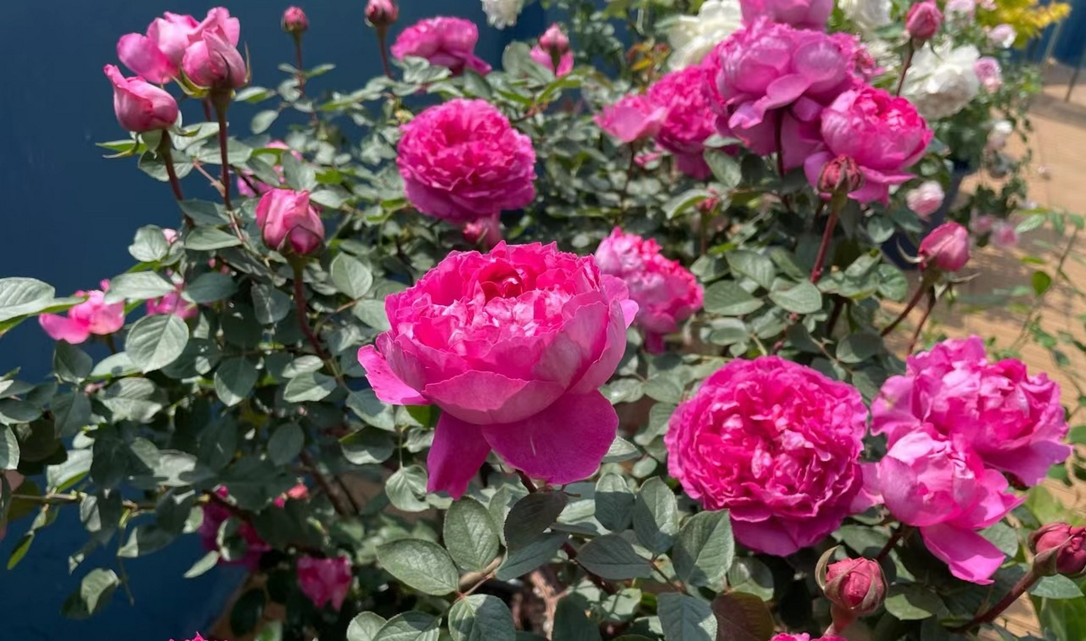 伊芙樱花公主月季图片