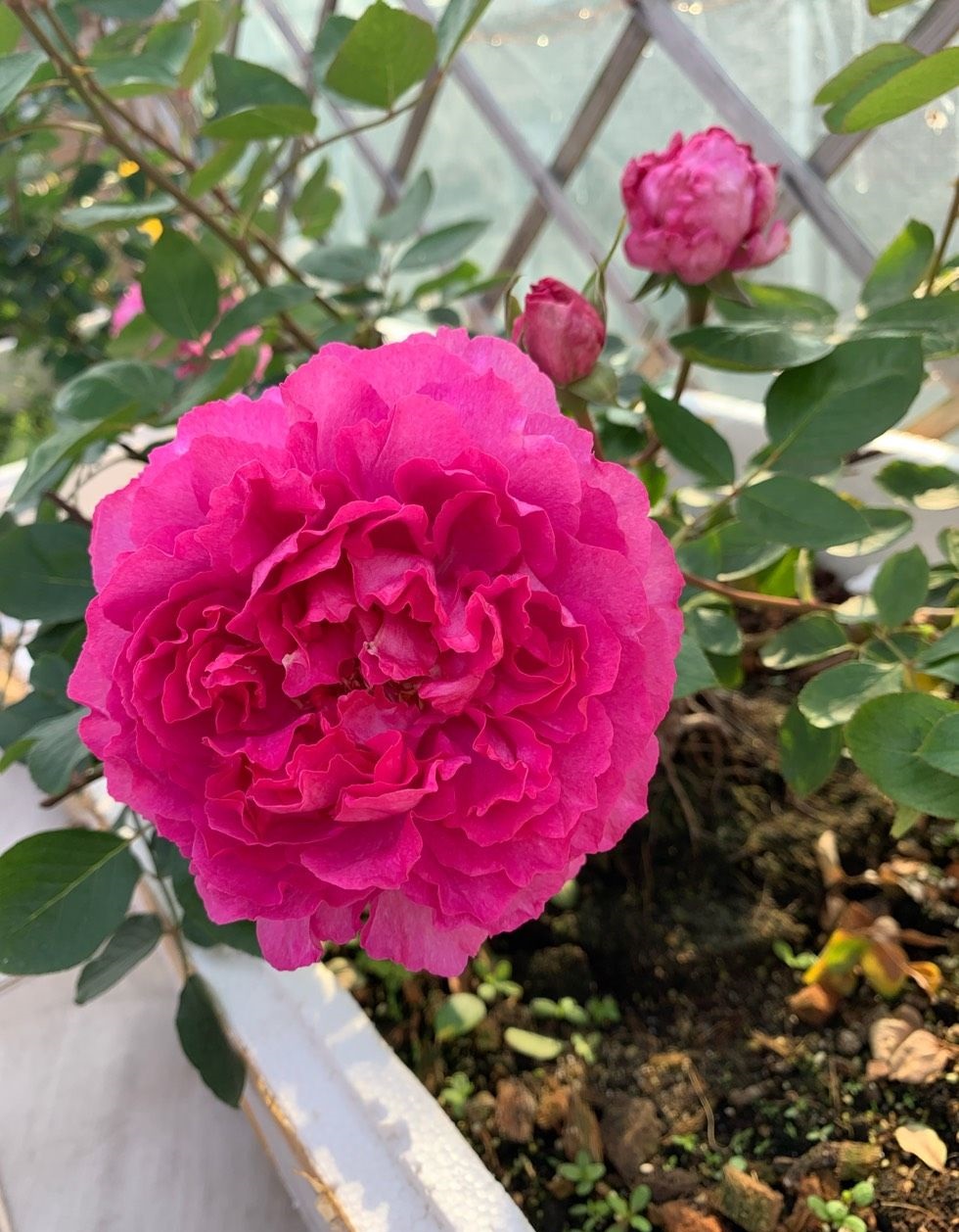 和牡丹花颇有几分相像,观赏价值极高,是伊芙伊芙花环月季