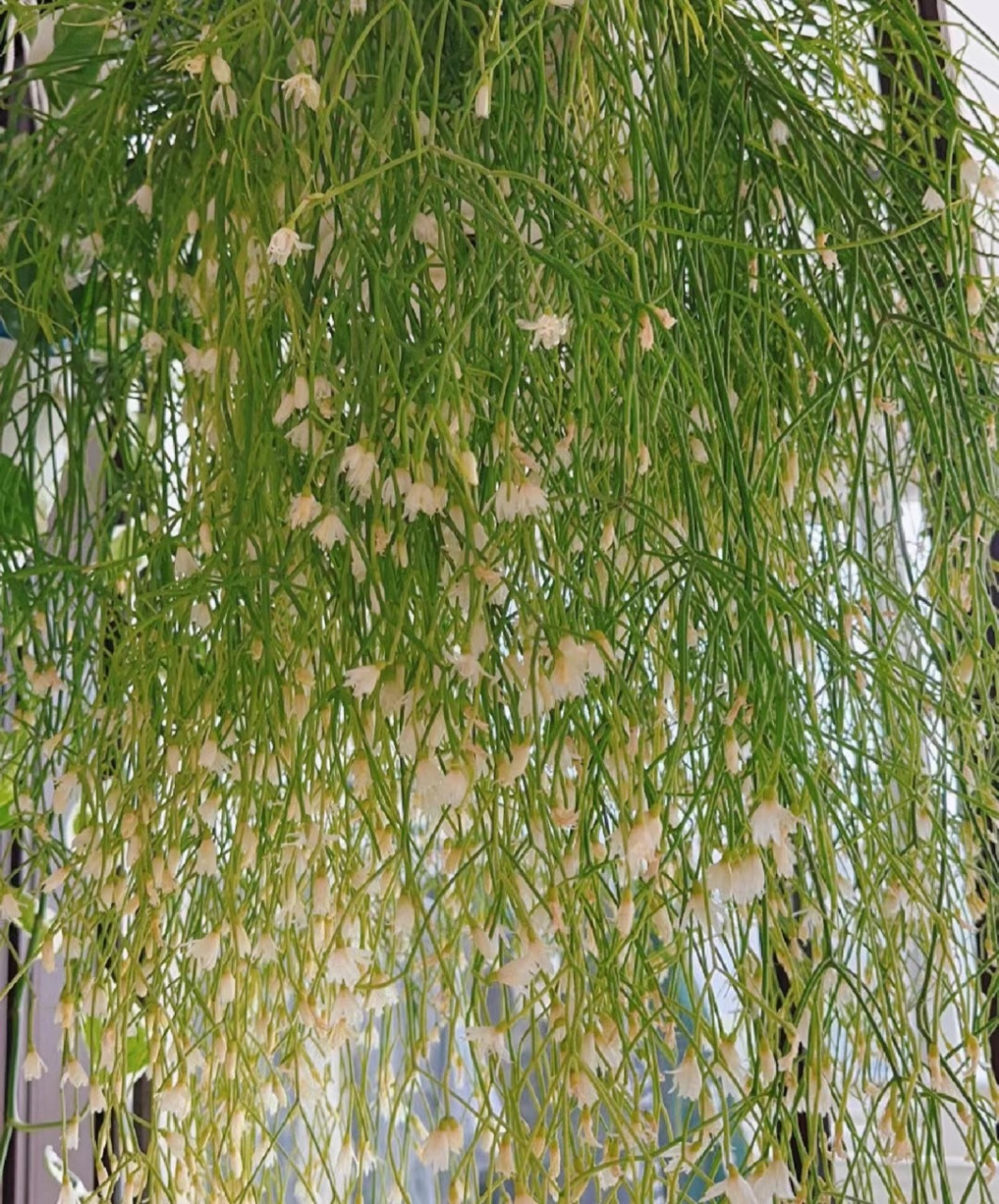 室内绿植的"天花板"——丝苇"喀秋莎",属于雨林仙人