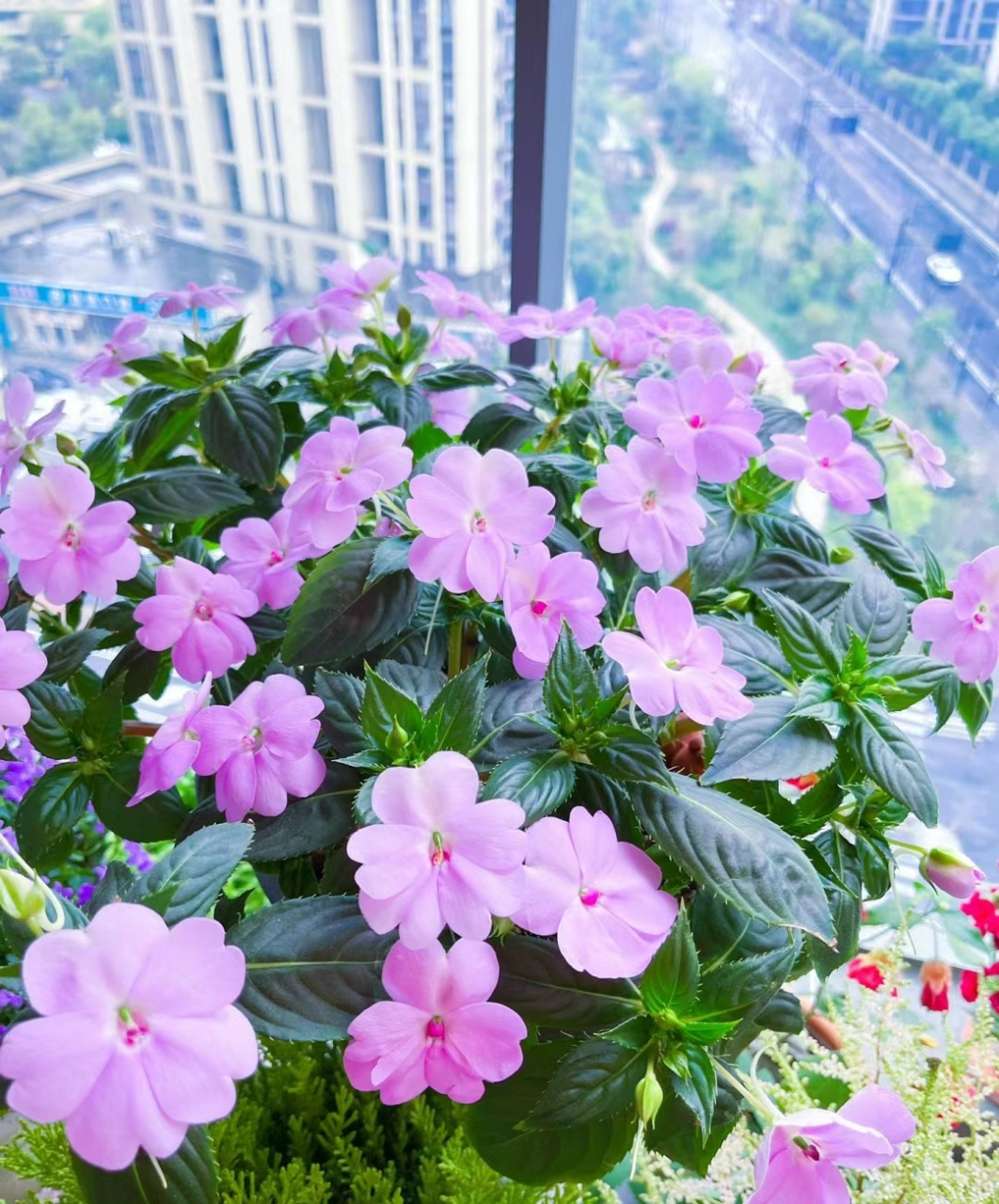 这种花名叫"桑蓓斯",是凤仙花的一个园艺品种,植株圆润,易成球形,花量