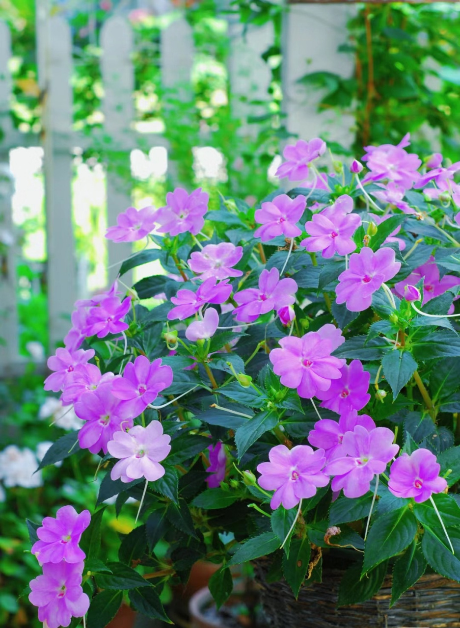 这种花名叫"桑蓓斯",是凤仙花的一个园艺品种,植株圆润,易成球形,花量