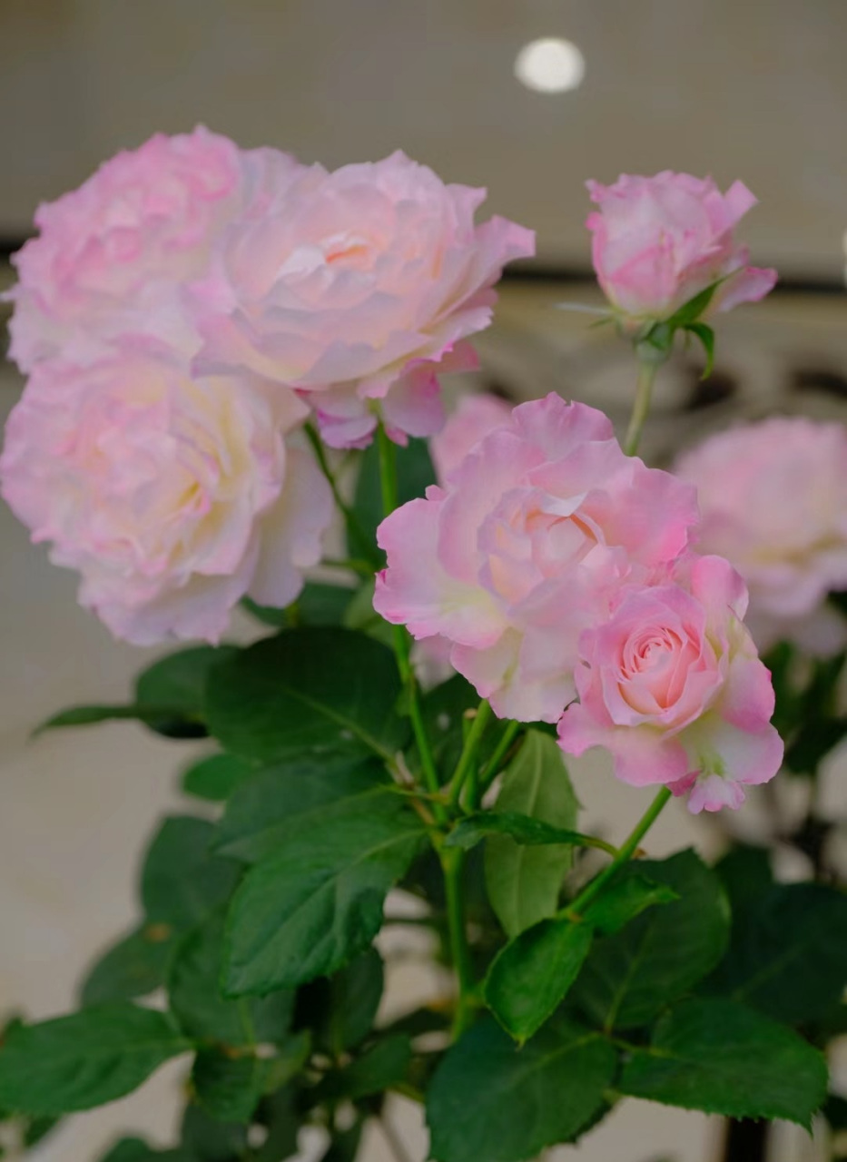 月季花"六翼天使",一个找不到缺点的品种,花大色美,颜色多变,又美又仙