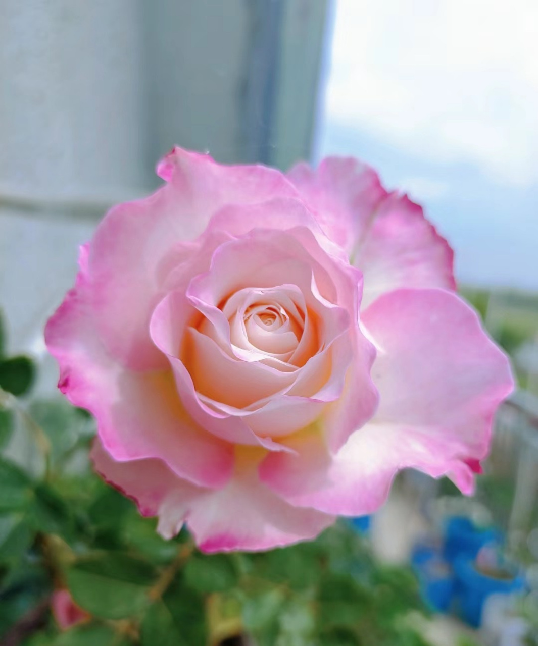 月季花"六翼天使",一个找不到缺点的品种,花大色美,颜色多变,又美又仙