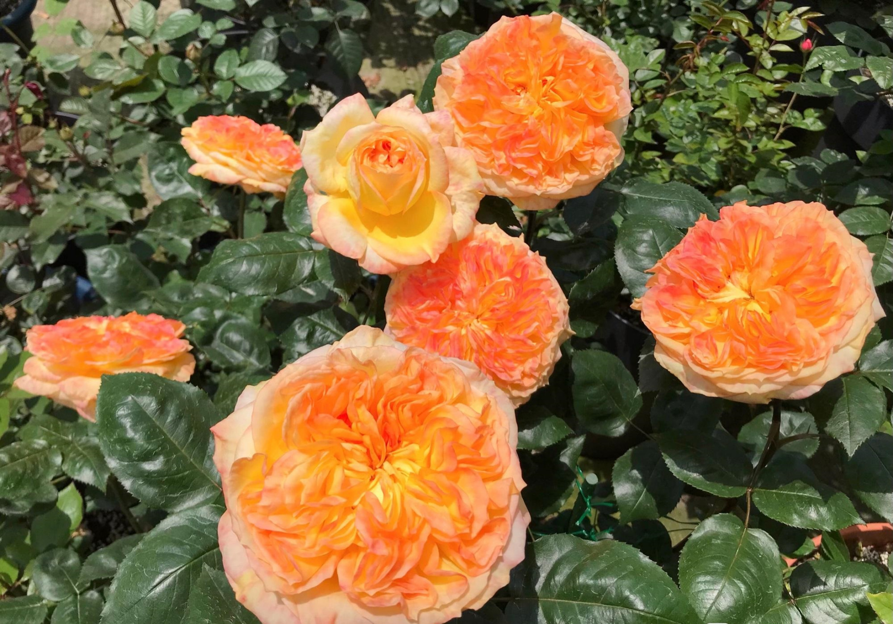 月季花"橘子酱",一款被名字"耽误"的品种,名字让人匪夷所思,但其实