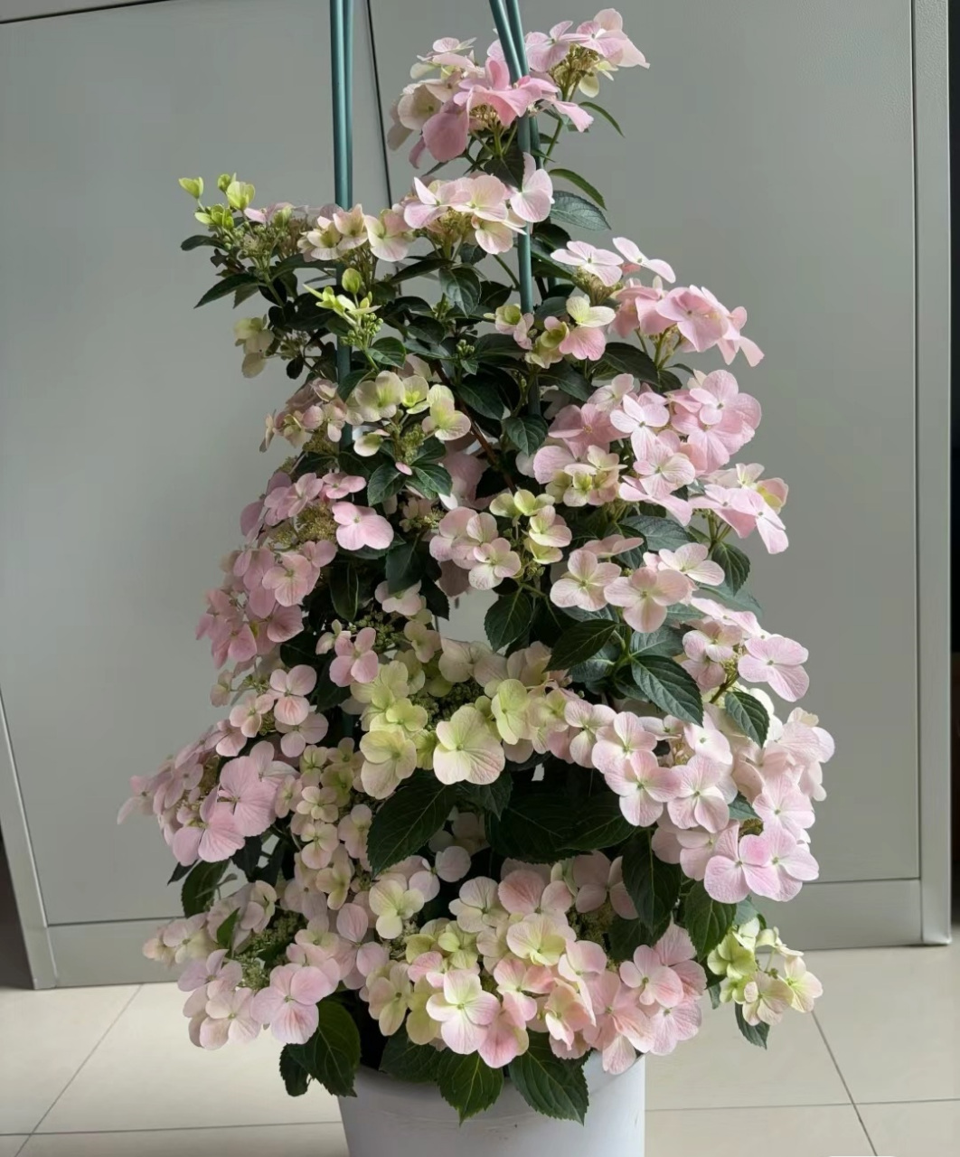 绣球花界的"新星"——落跑新娘,偏藤本型,可以当花柱的绣球花,2018年