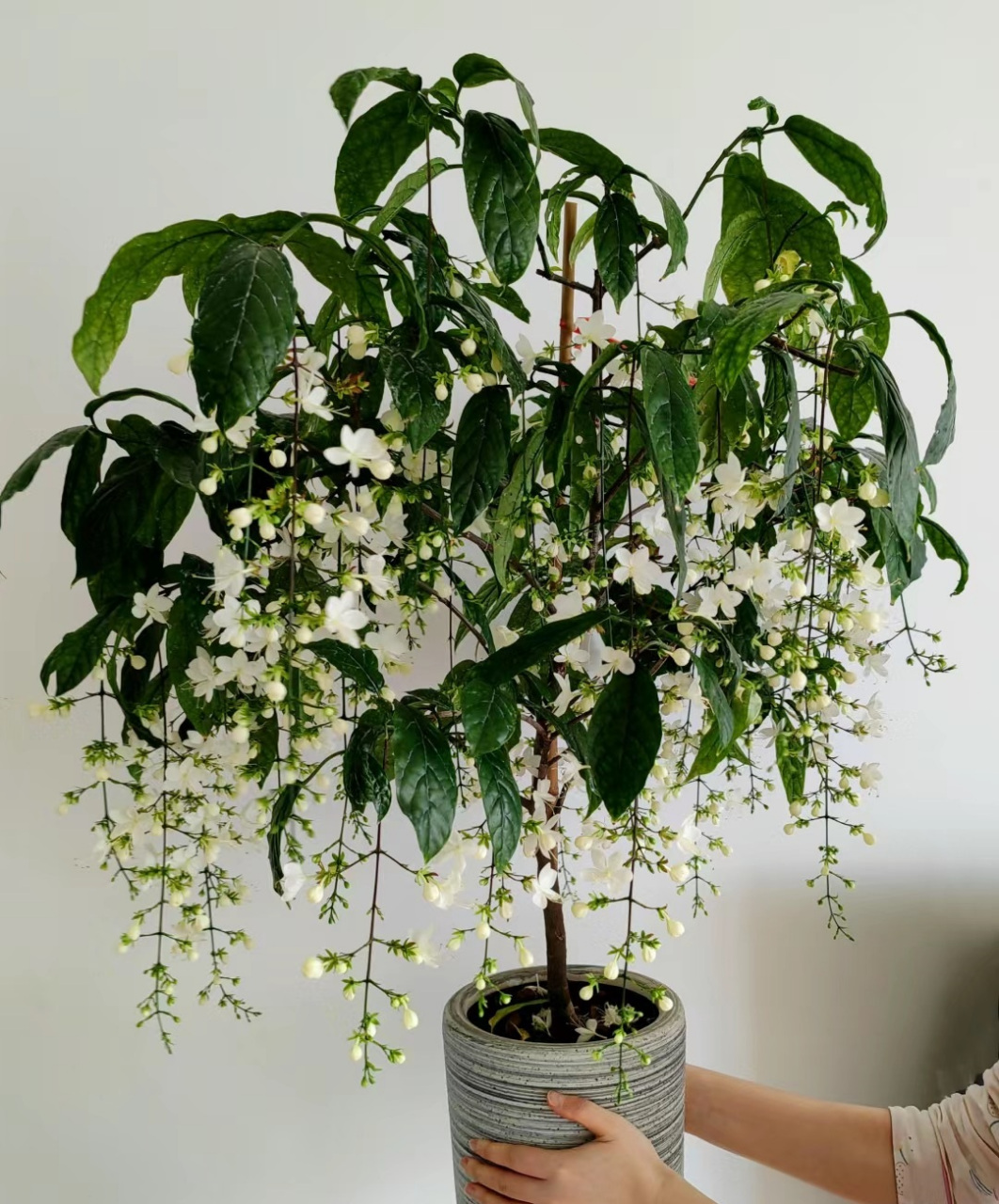 一款被"误会"很深的植物——垂丝茉莉,都以为它不耐热,难养,其实它
