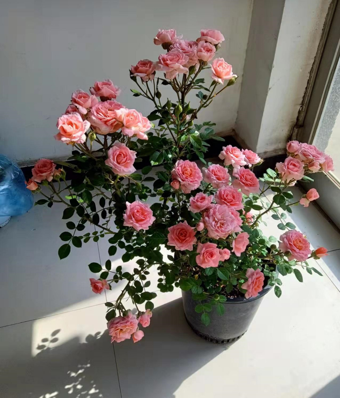 微型月季花"三文鱼阳台",一个被"低估"的品种,名气上远不如它的姐妹