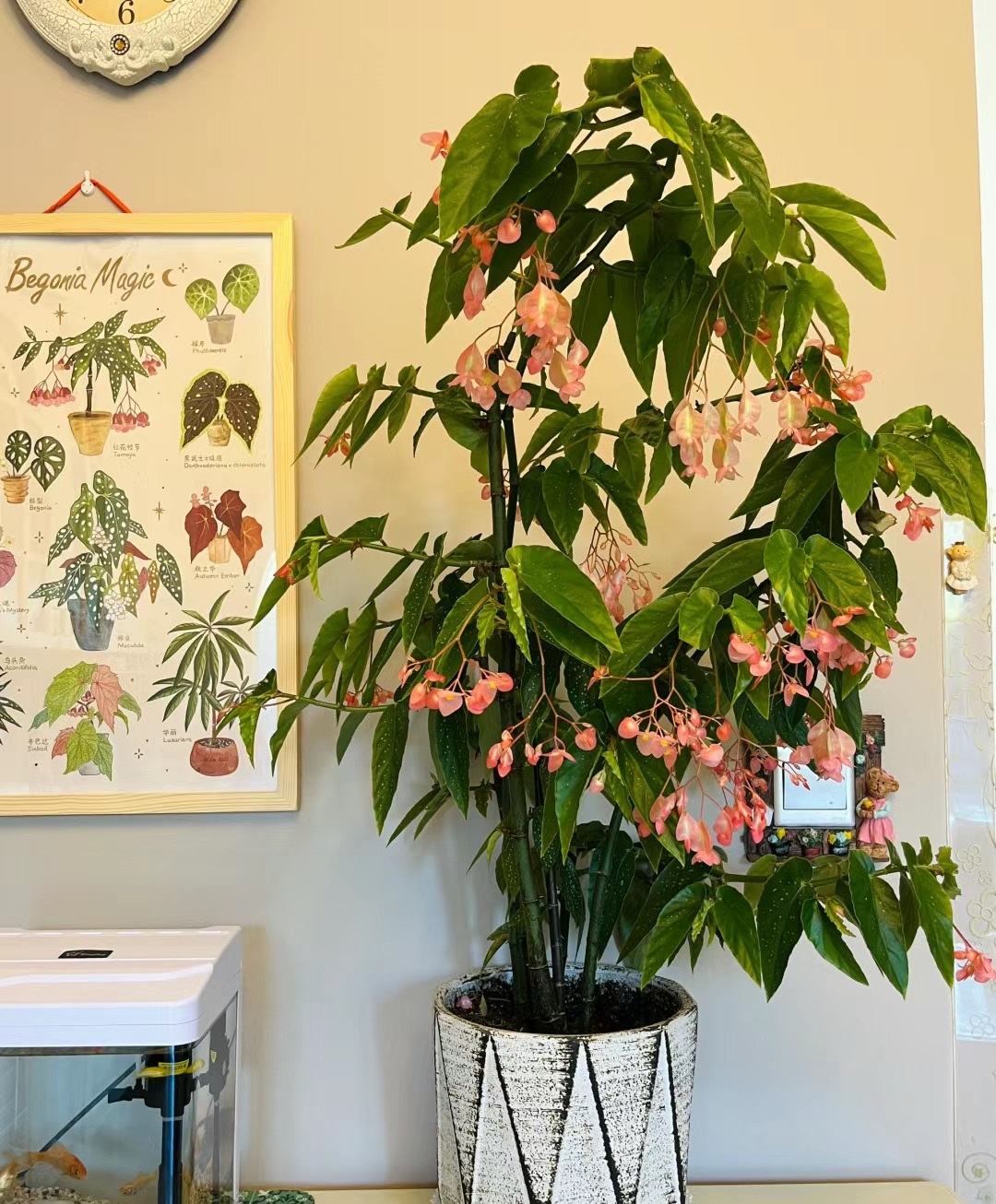 就已经很红的室内绿植——tamaya,竹节秋海棠家族的新成员,木本植物