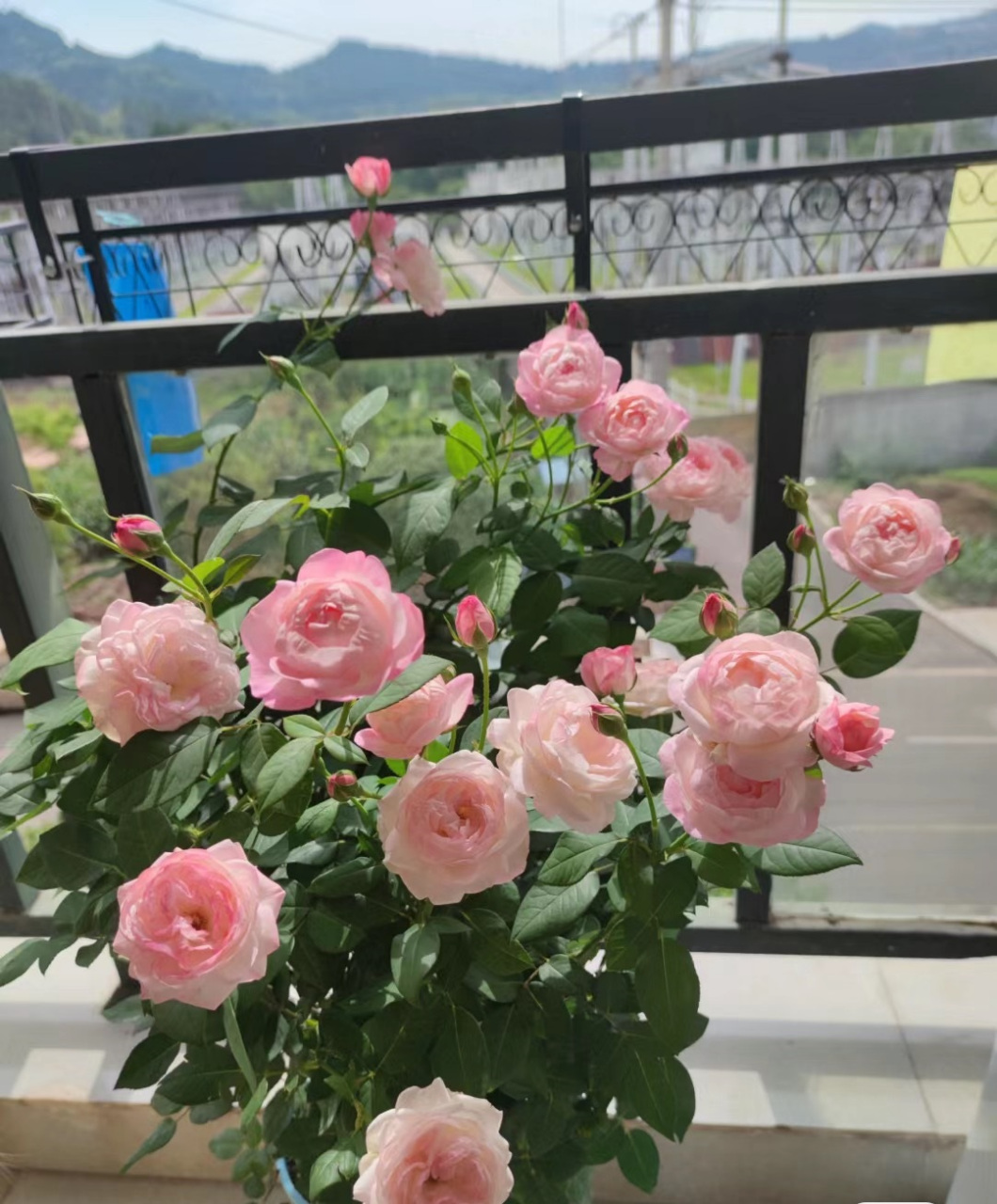 月季花"草莓杏仁饼",一个被名字耽误了的"小仙女",名字很奇怪,但是