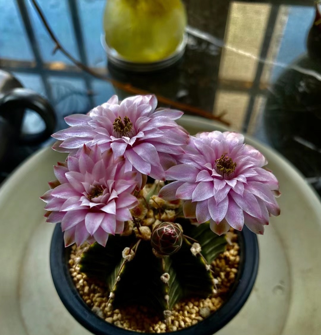 叫"肋骨牡丹",球形端庄漂亮,身上的刺大部分退化,不扎手,而且超爱开花