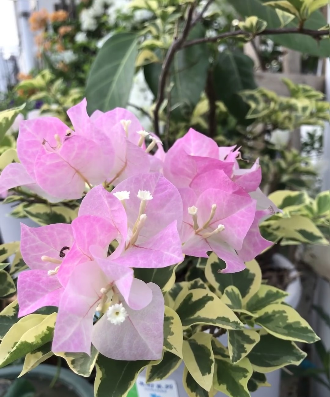 三角梅界的"新宠"——金边樱花,绿樱的芽变品种,叶子带金边,在阳光