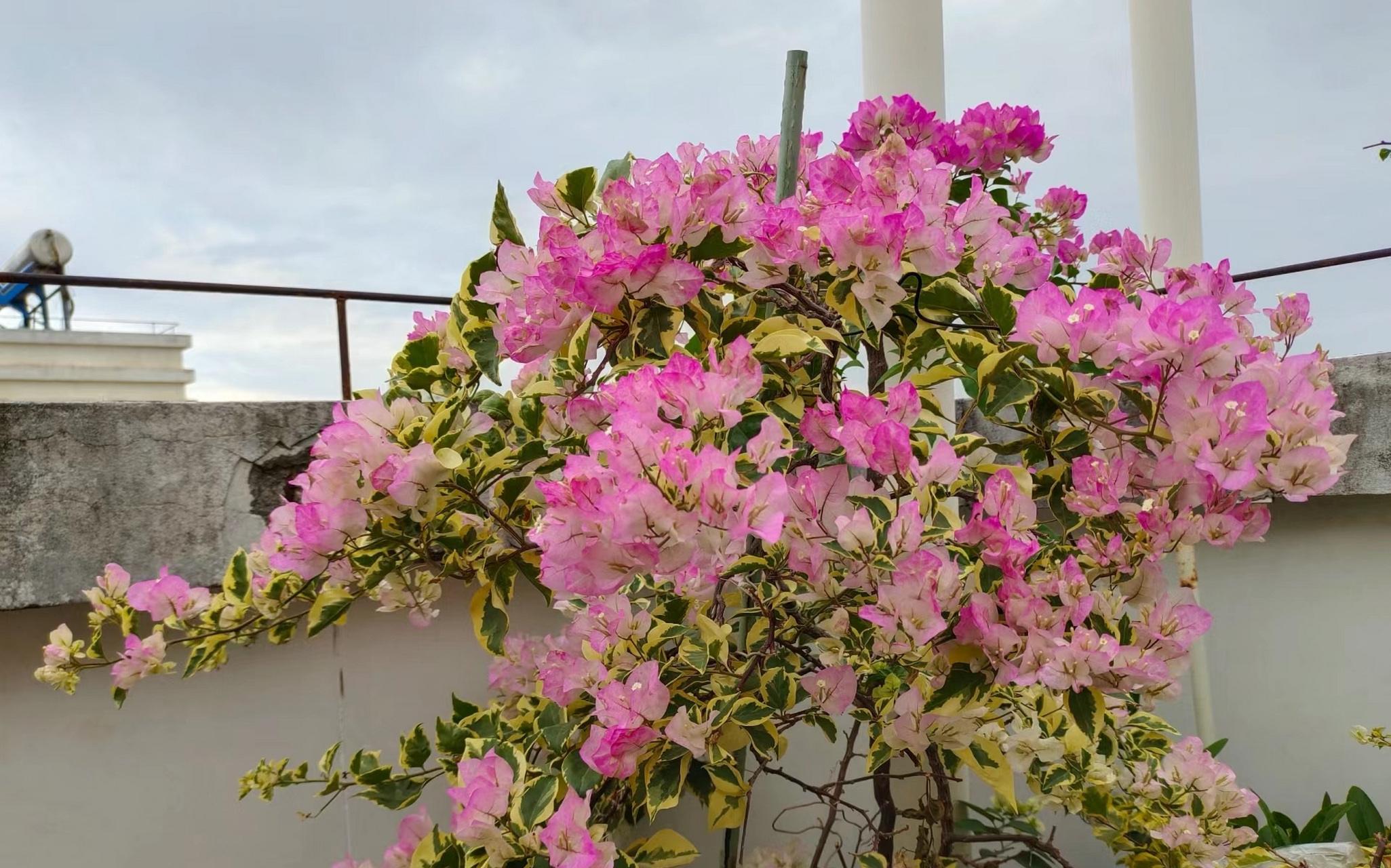 三角梅界的"新宠"——金边樱花,绿樱的芽变品种,叶子带金边,在阳光