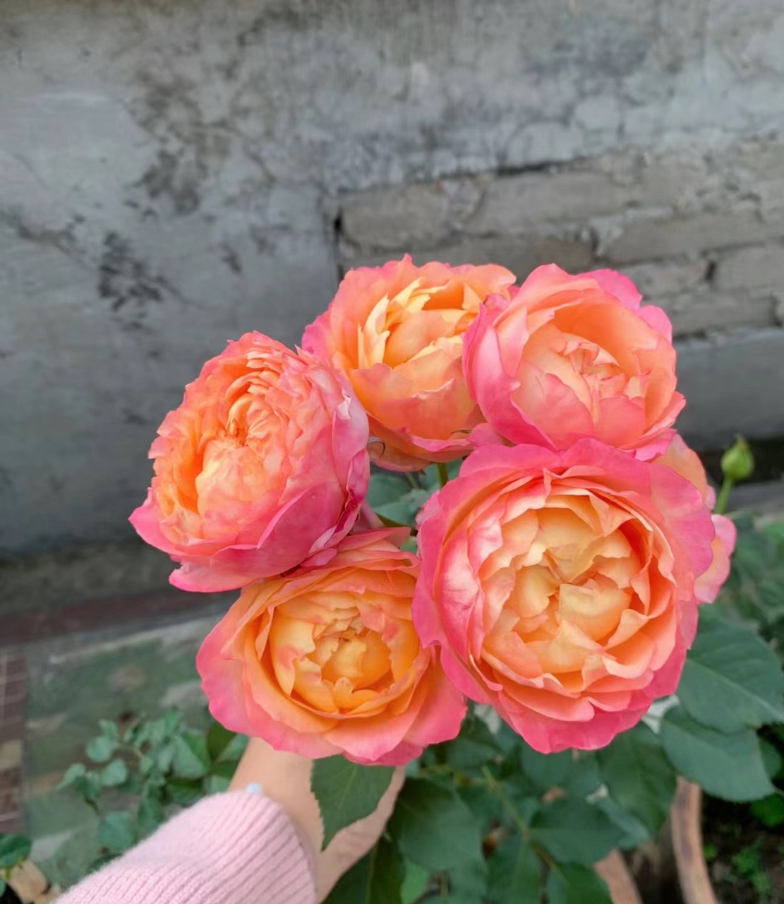 一款极为优秀,但没啥人养的国产微型月季花——大花美人,也叫梦幻美人