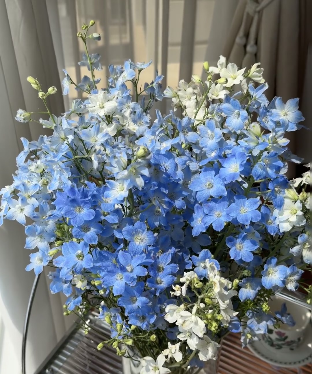 谁是蓝色系植物的"天花板"?