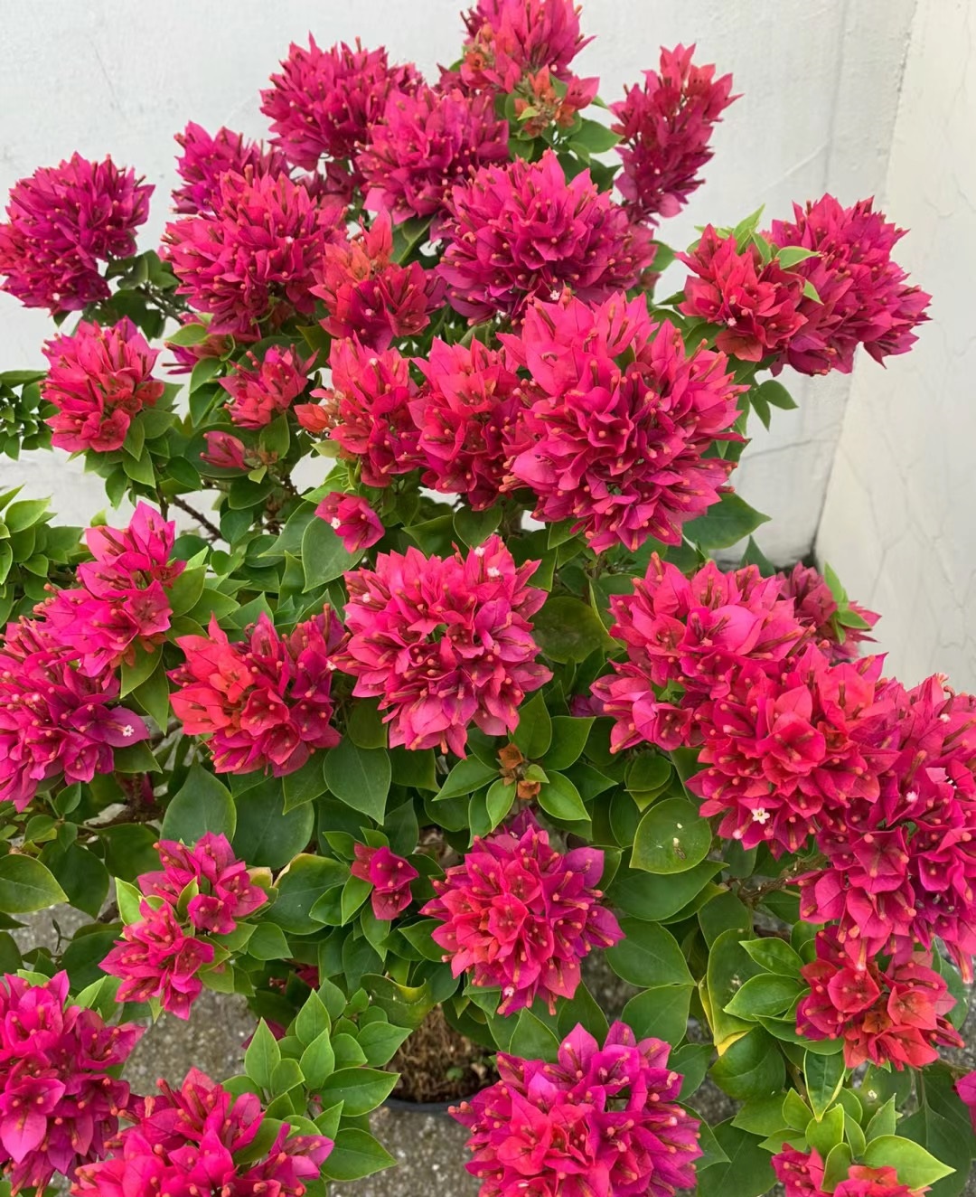 塔紫三角梅图片欣赏塔紫三角梅紫九月三角梅图片紫琉璃三角梅图片塔紫