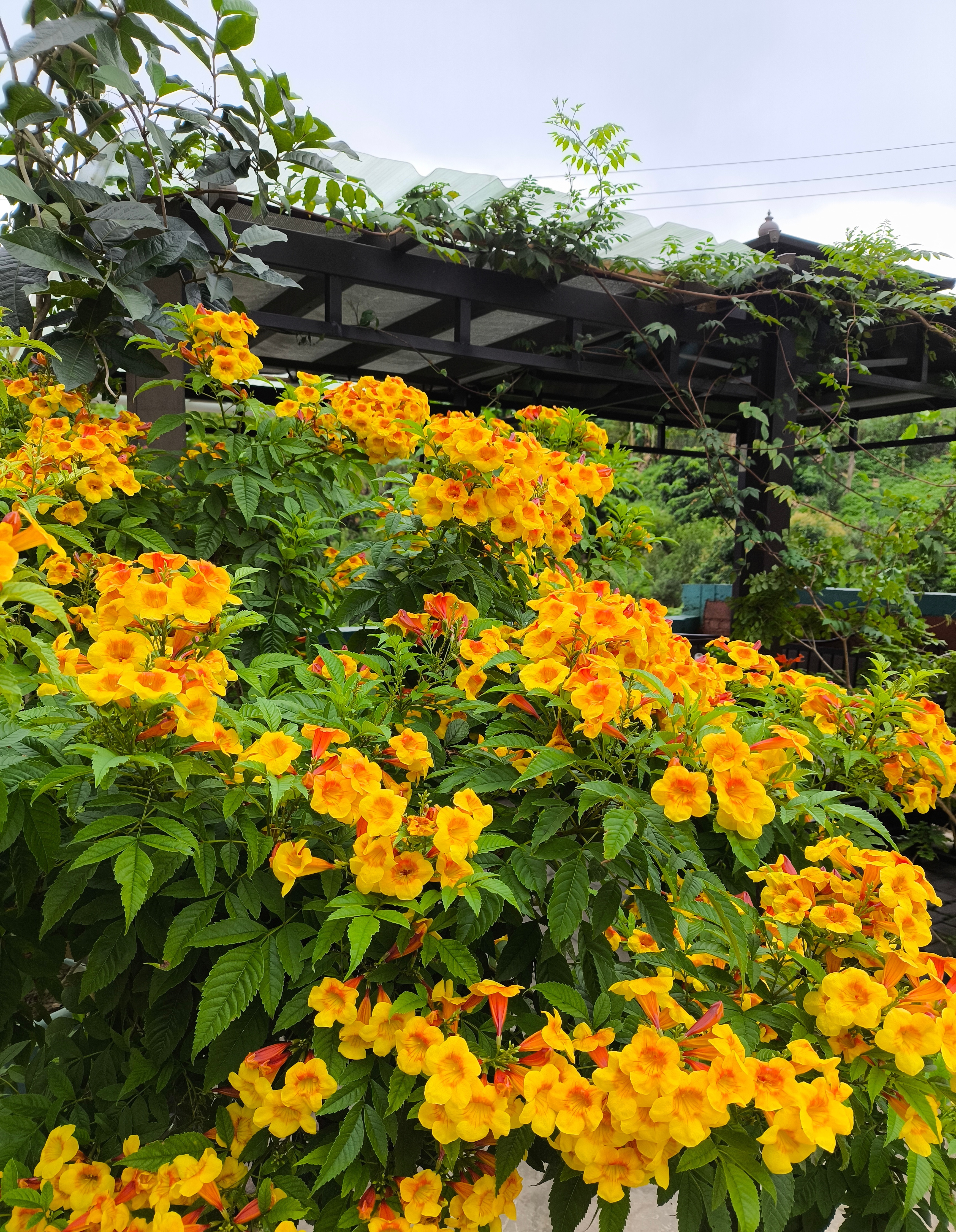 夏天很多花箭叶橙开花是什么颜色北方夏季常见植被图片大全花图片大全