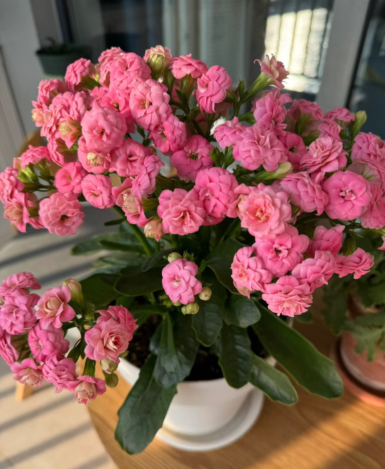 长寿花独角兽图片北阳台最好养的花排名花多叶子少的花卉最耐阴的十大