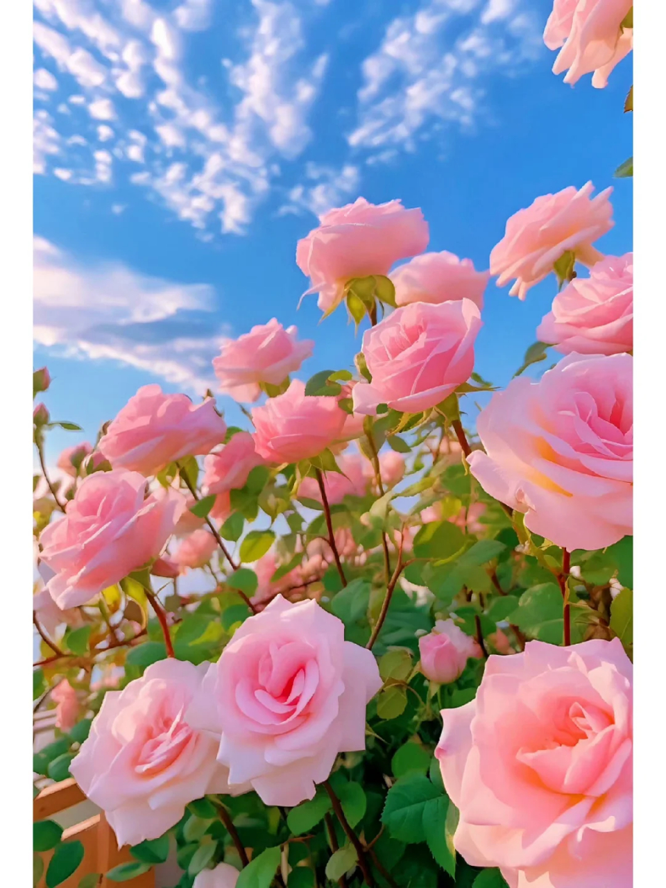 如泰戈尔诗中所唤  "生如夏花之绚烂"  夏花,乃是生命力旺盛的化身