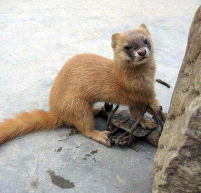 黄鼠狼有毒吗 黄鼠狼本身没有毒,但它具有分泌臭液的防御机制,释放出