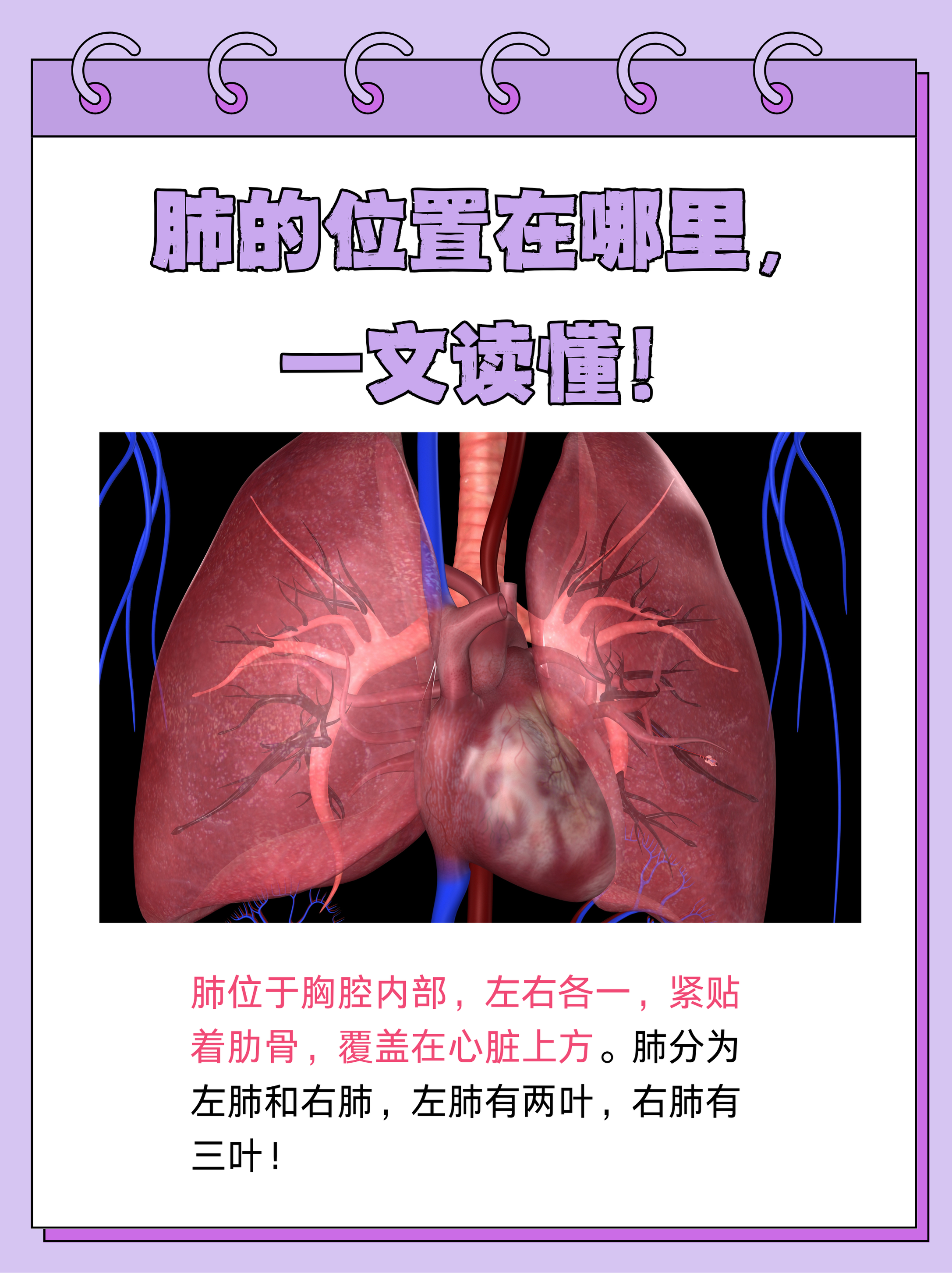 提到"肺的位置",你是否能立刻在脑海中勾勒出它的轮廓呢?