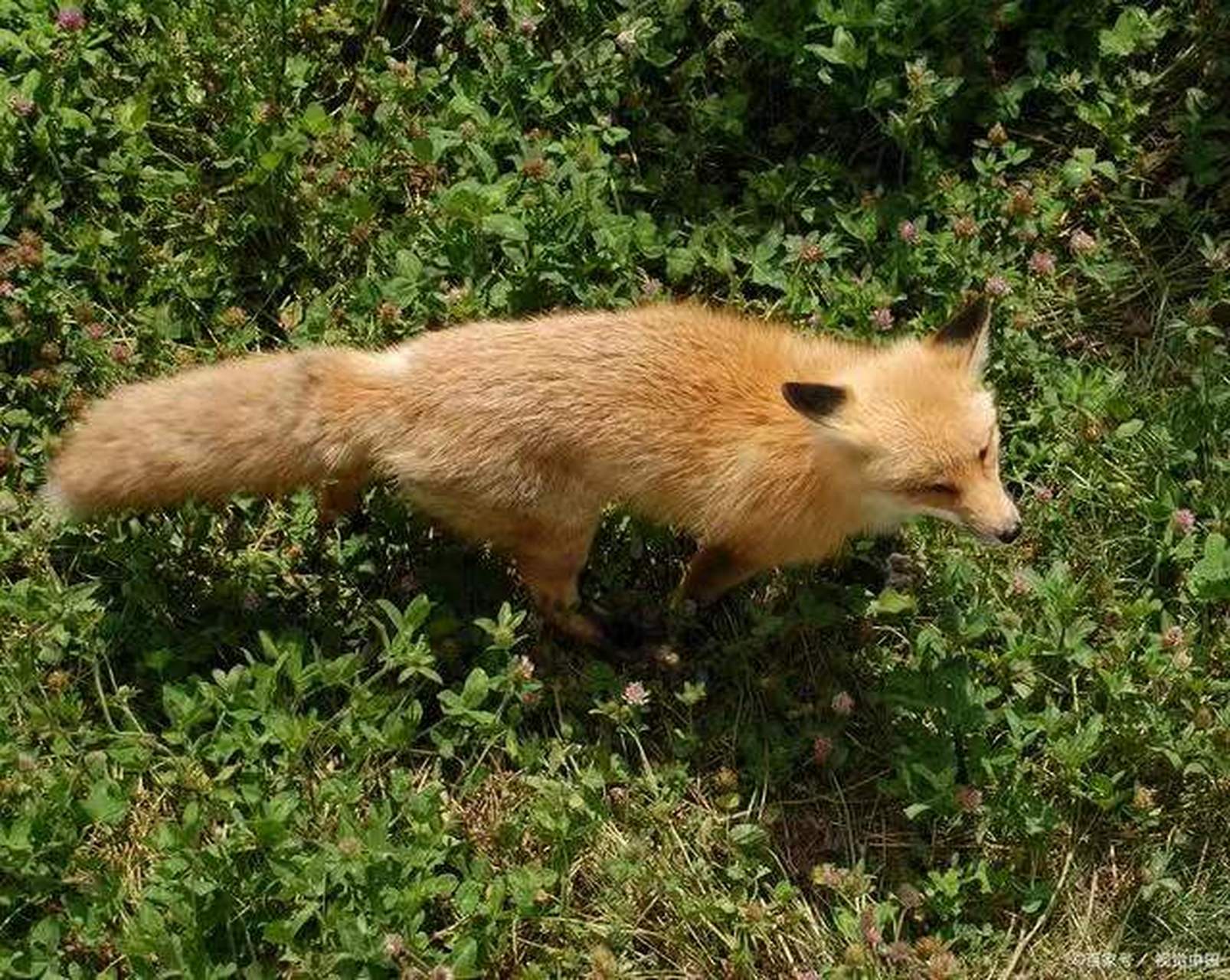 黄鼠狼又名黄大仙,虽然是很常见的动物,但总感觉它很神秘,平日行事