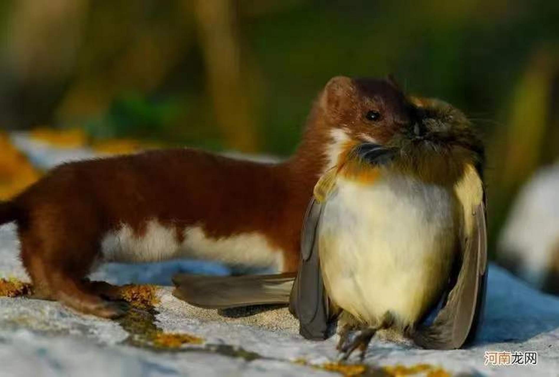 黄鼠狼又名黄大仙,虽然是很常见的动物,但总感觉它很神秘,平日行事