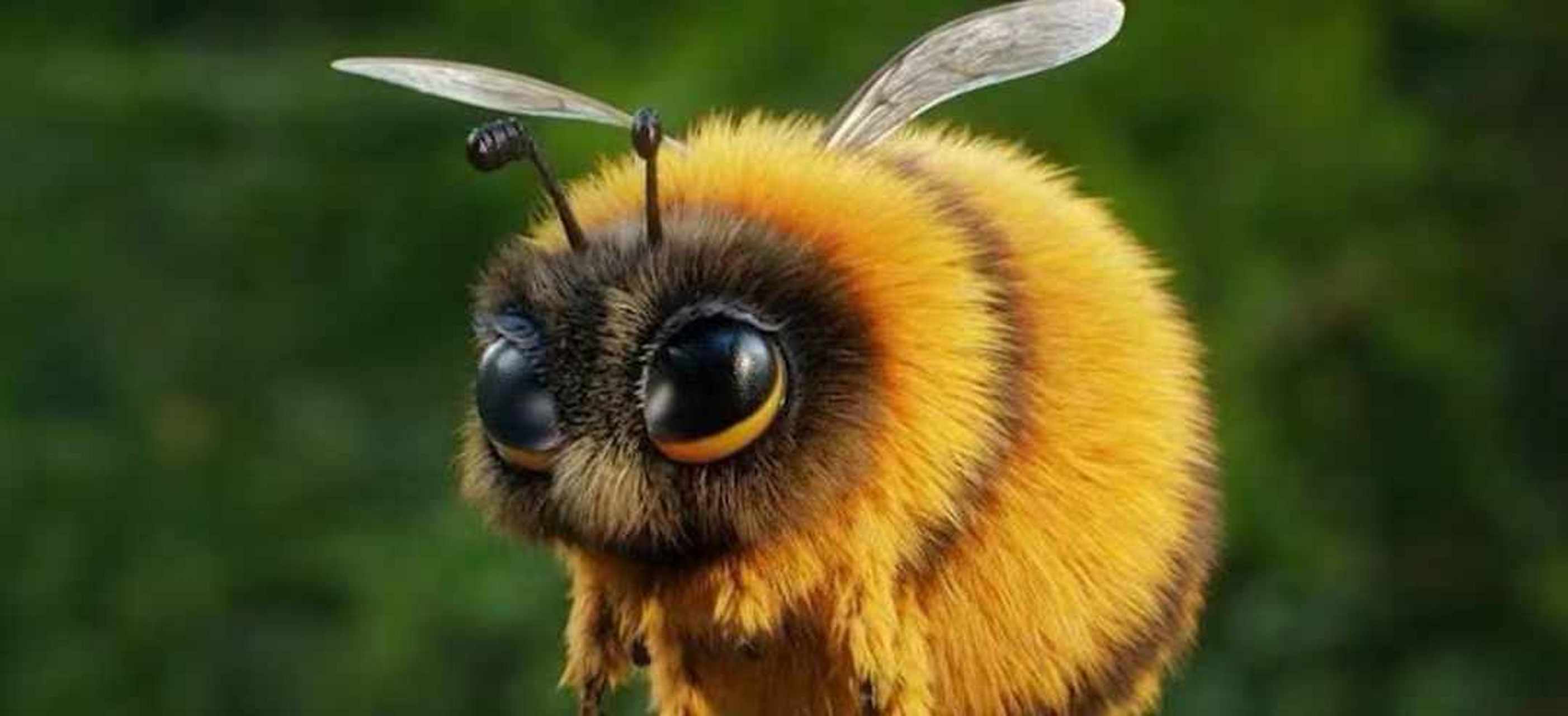 原来蜜蜂界也有属于自己的胖宝宝,眼前这个连采蜜都能睡着的小胖子就