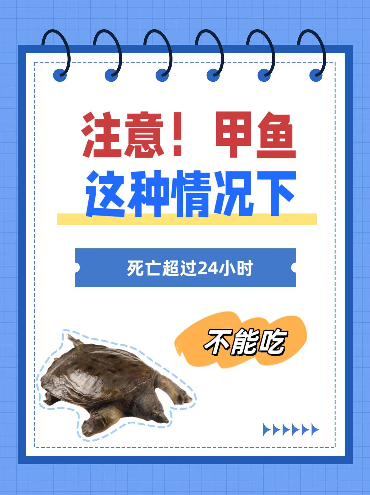 盛泽甲鱼团购网站地址_全国最著名的甲鱼店