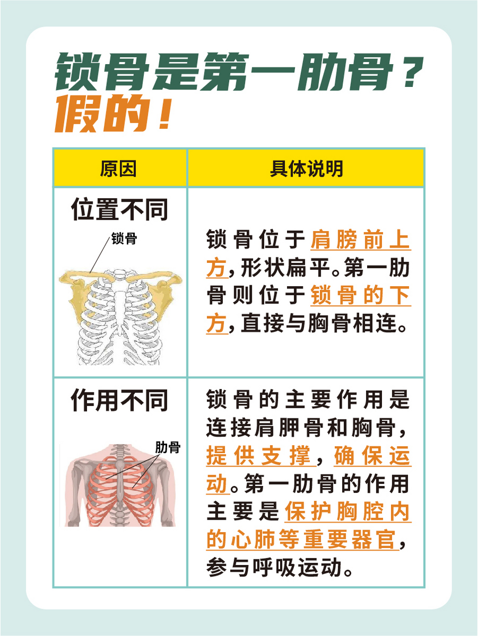 这些肋骨不仅为胸腔提供了保护,还为呼吸提供了重要的支撑,对于人体来