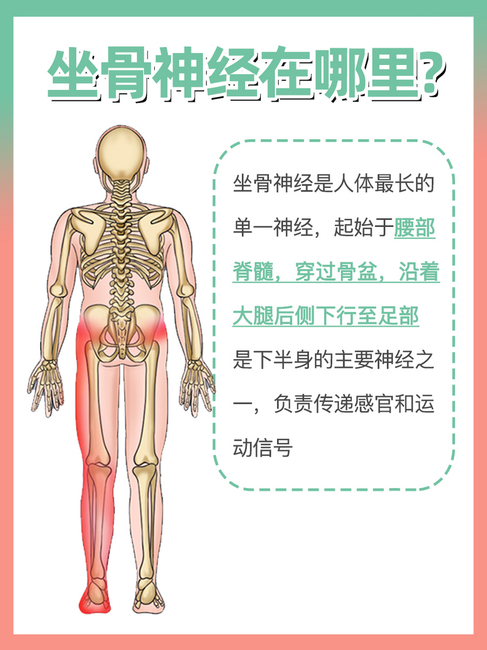 探索人体奥秘:坐骨神经的位置及功能解析  坐骨神经是人体最长的单一