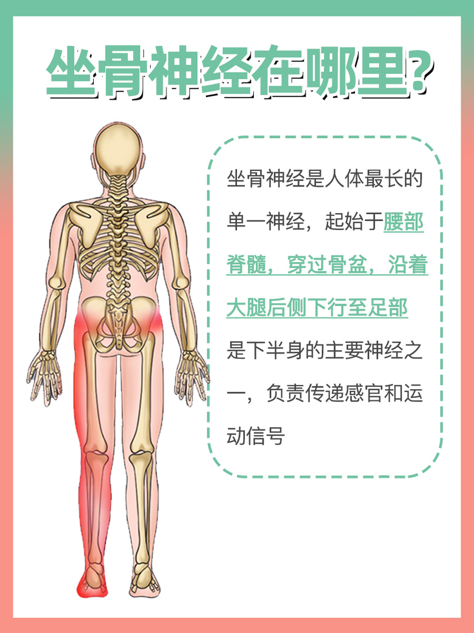 坐骨在哪里位置图图片