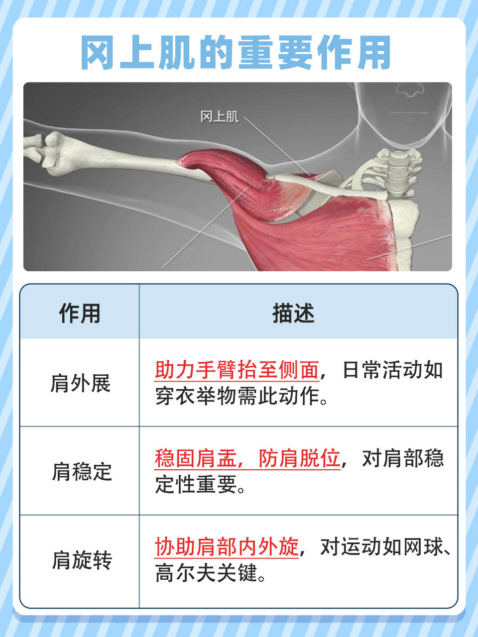 冈上肌拉伸图片