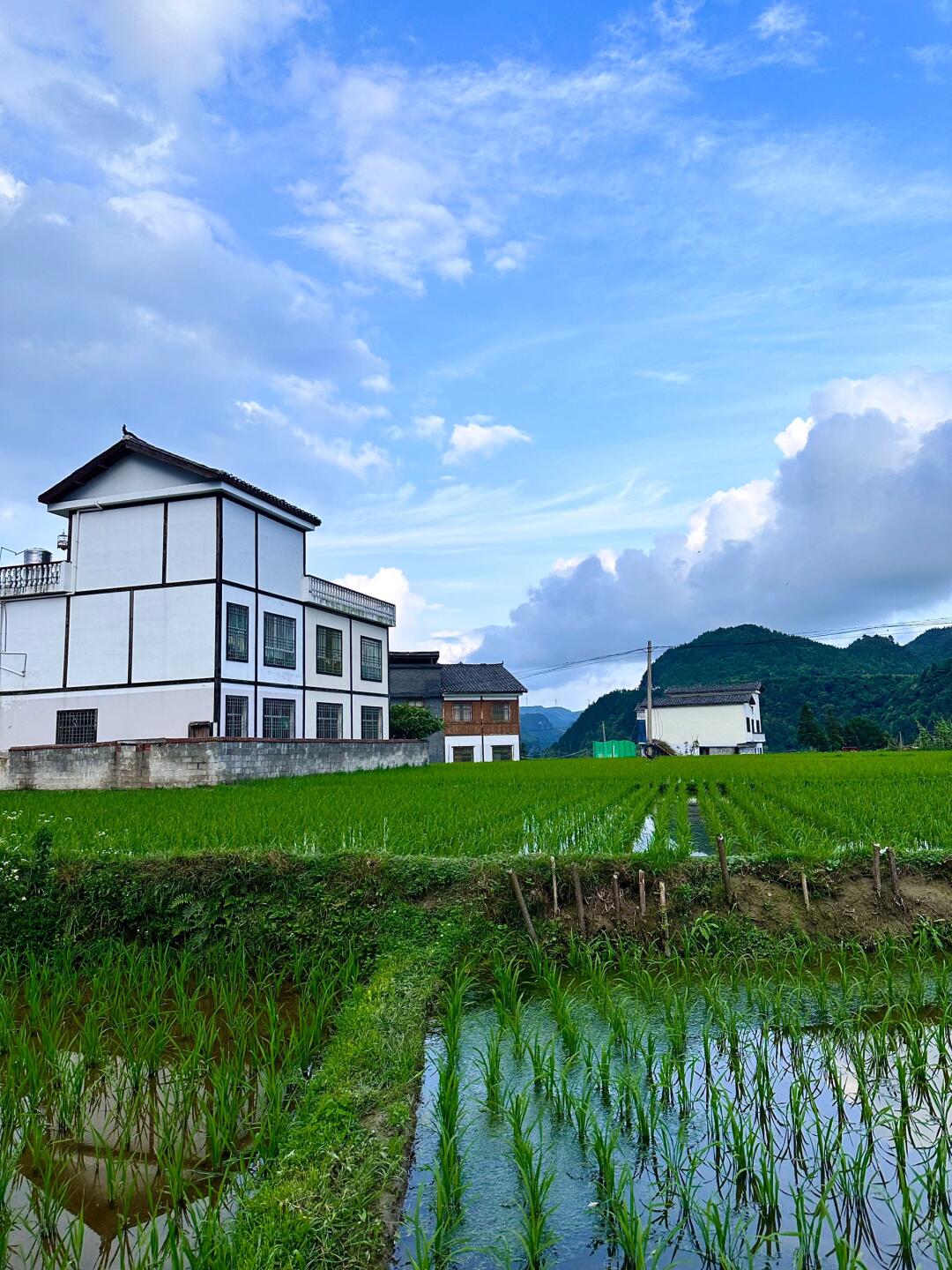 贵州省贵阳市夏日田园图片