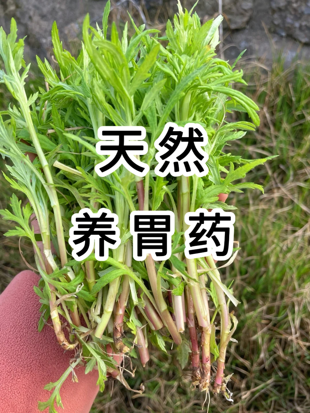 2种水果,胜过吃奥美拉唑,大口吃,幽门胃病清0了
