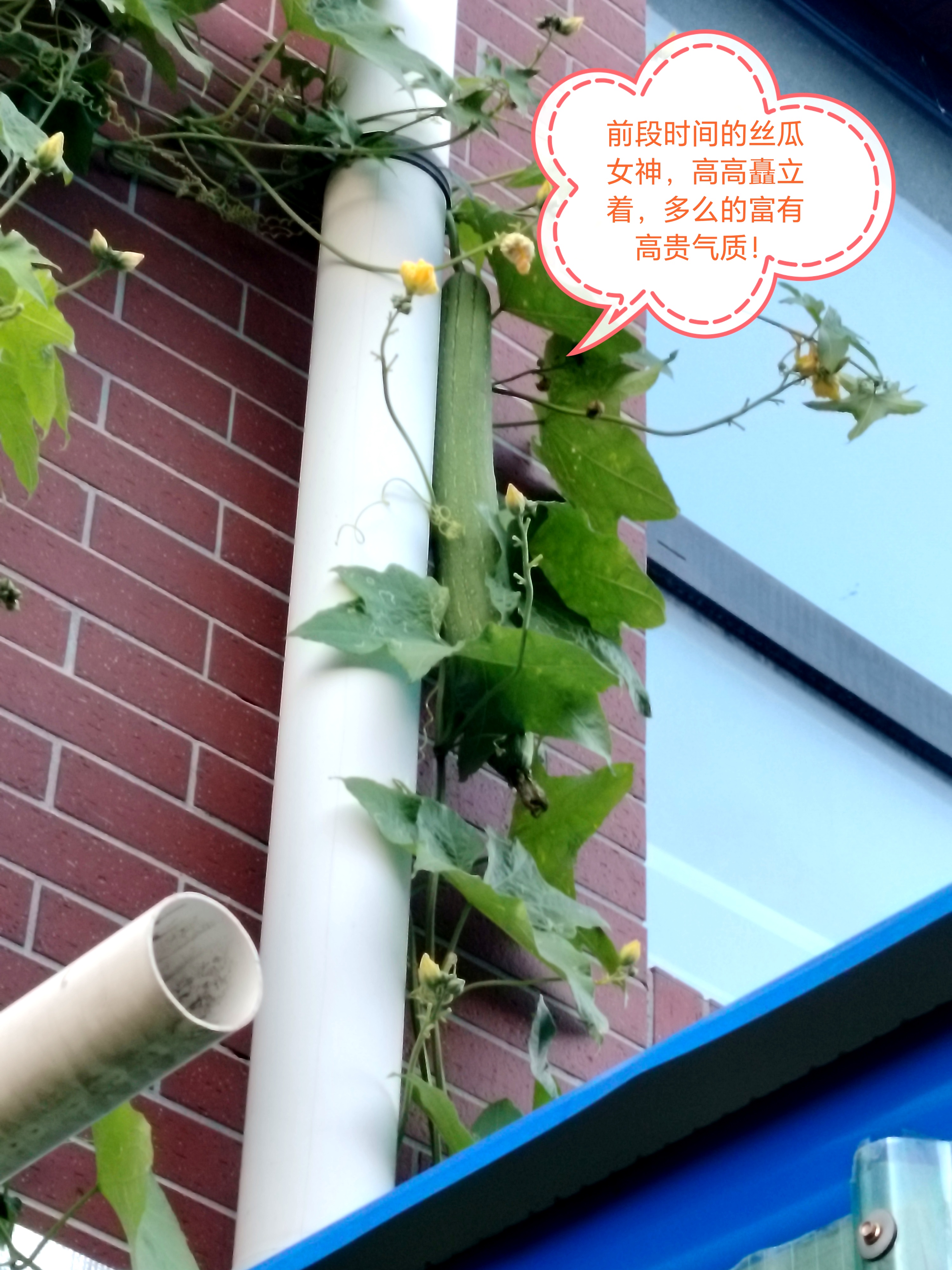 梦见摘丝瓜的预兆(梦见摘丝瓜是吉兆吗)
