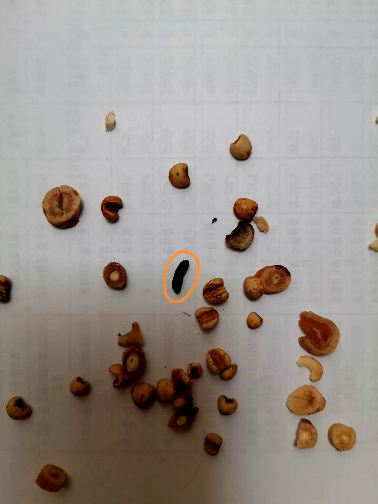 中,竟然发现药里掺杂着发霉变黑的药材,更